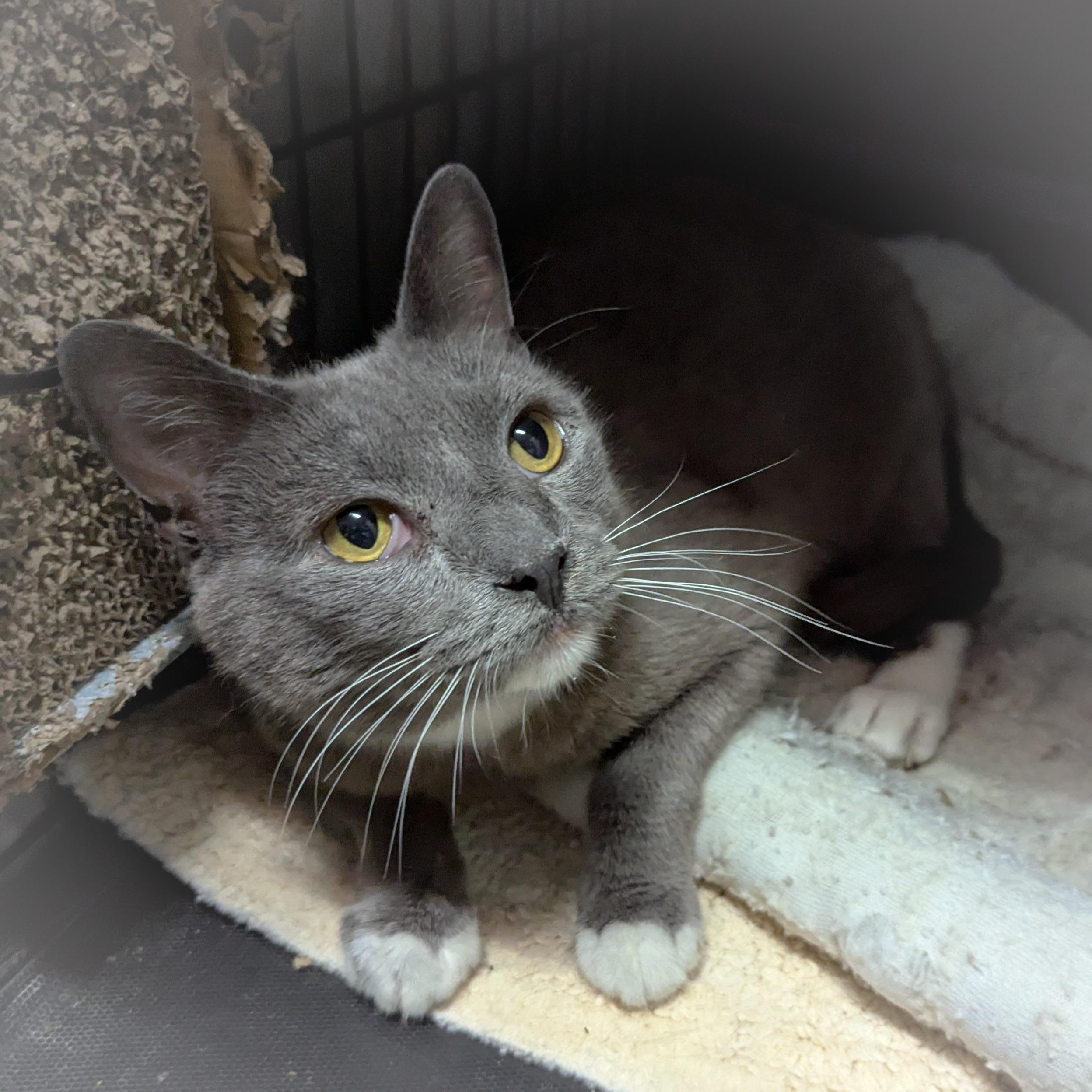 Enlarge SOX, a Adoptable mixed breed in Griffith, IN image 4/4
