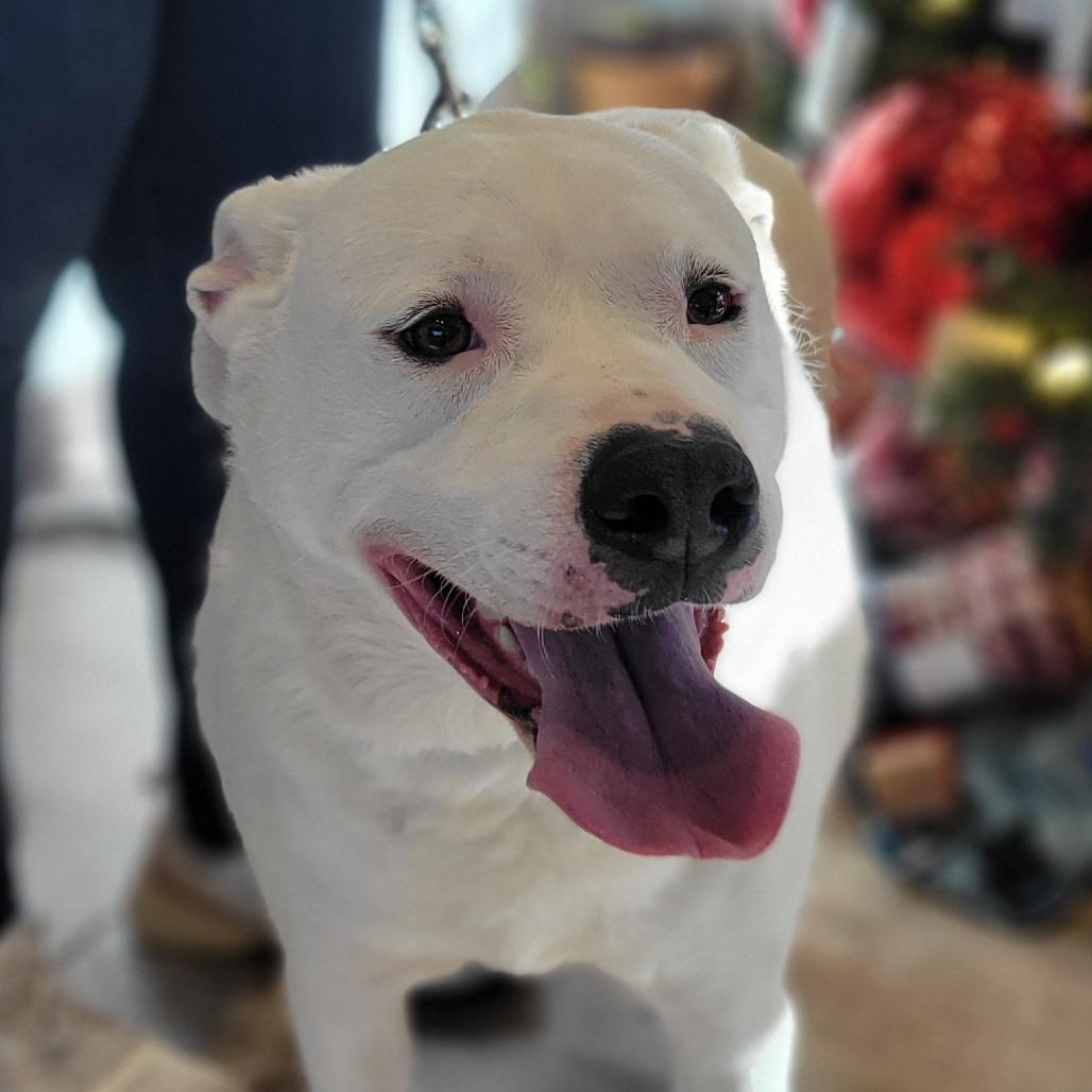 Enlarge Peaches, a Adoptable mixed breed in Abilene, TX image 2/4