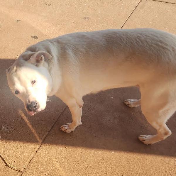 Enlarge Peaches, a Adoptable mixed breed in Abilene, TX image 3/4