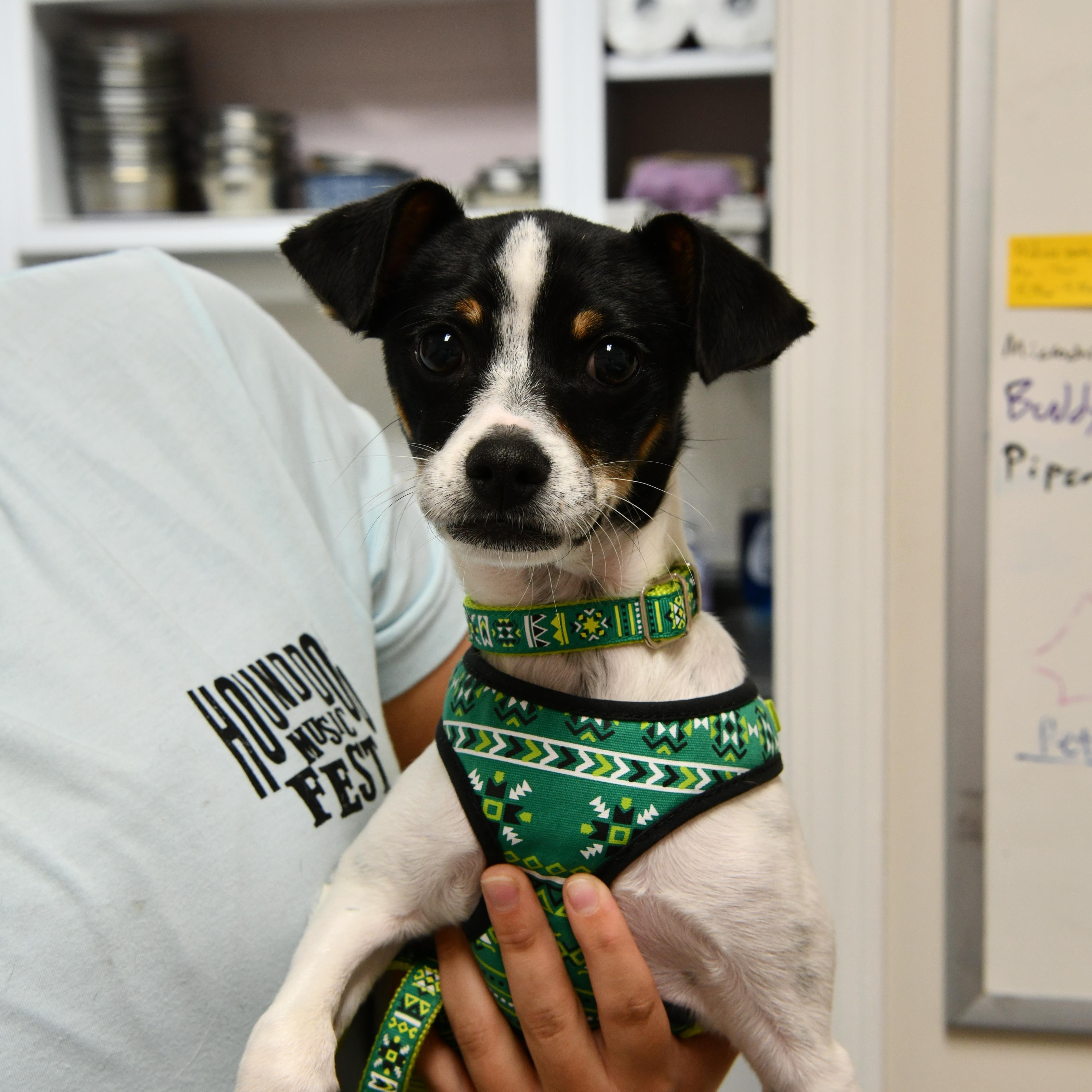 Rascal, ADOPTABLE, Young Male Rat Terrier & Chihuahua.