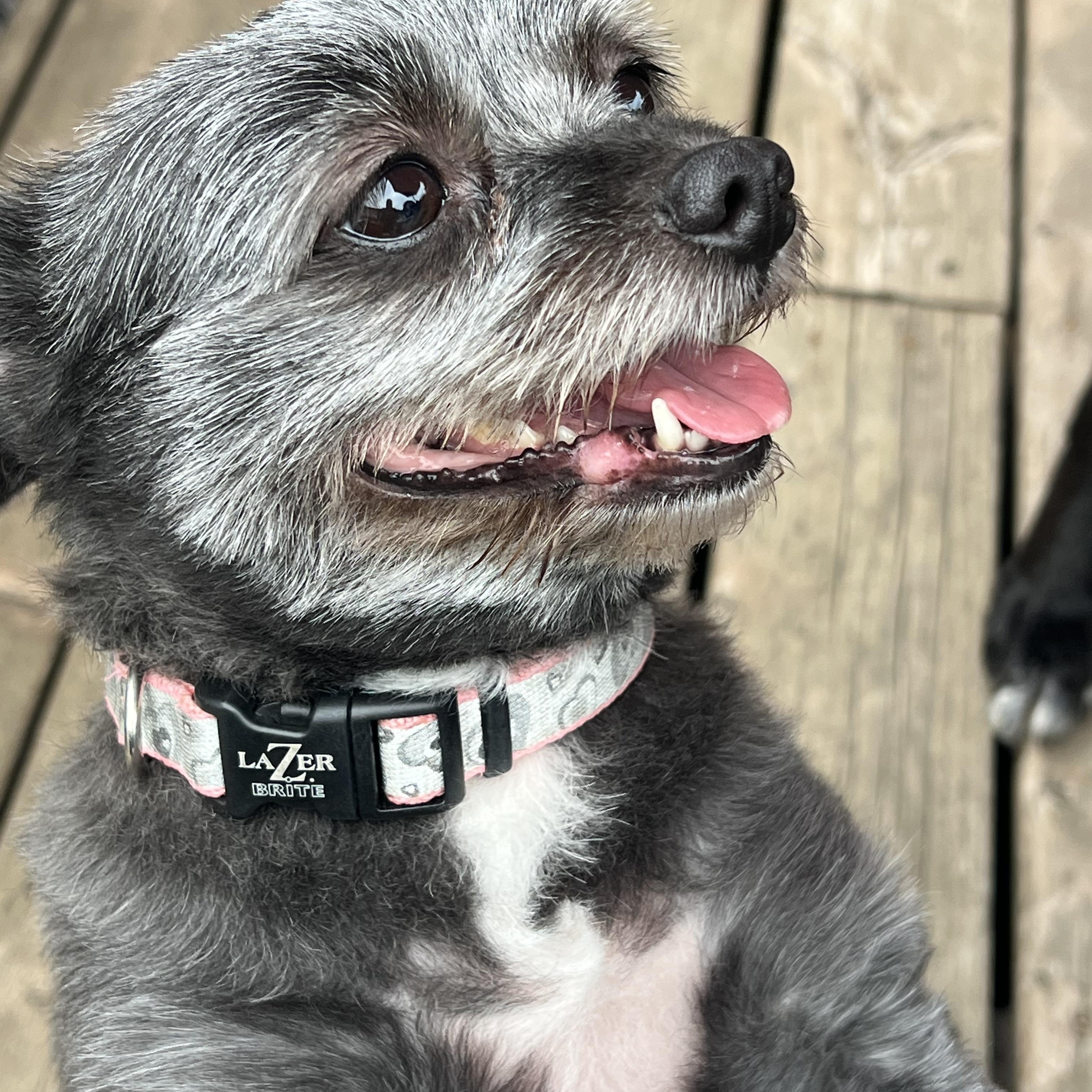 TOULOUSE & TAYLA, a Adoptable Skye Terrier in Etobicoke, ON image 1/6
