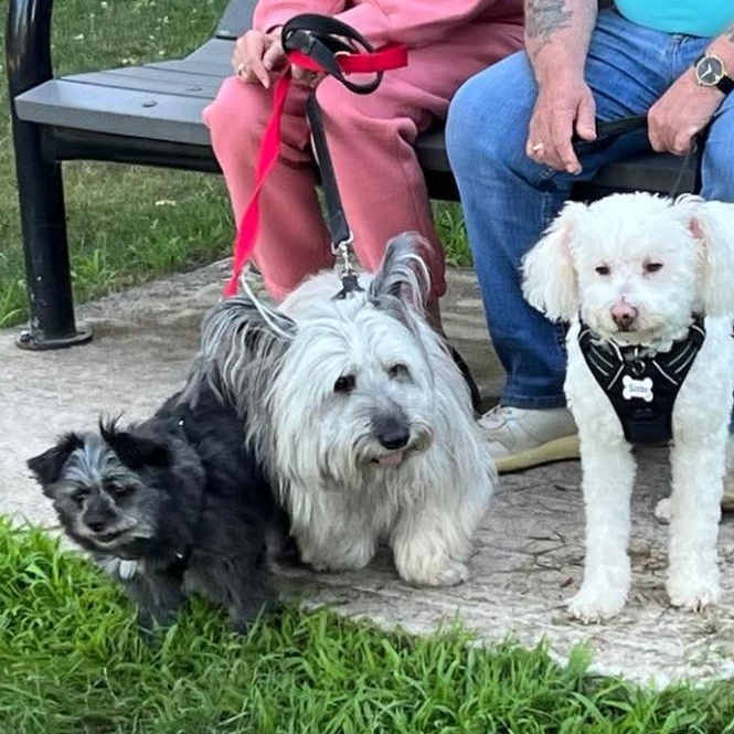 TOULOUSE & TAYLA, a Adoptable Skye Terrier in Etobicoke, ON image 6/6