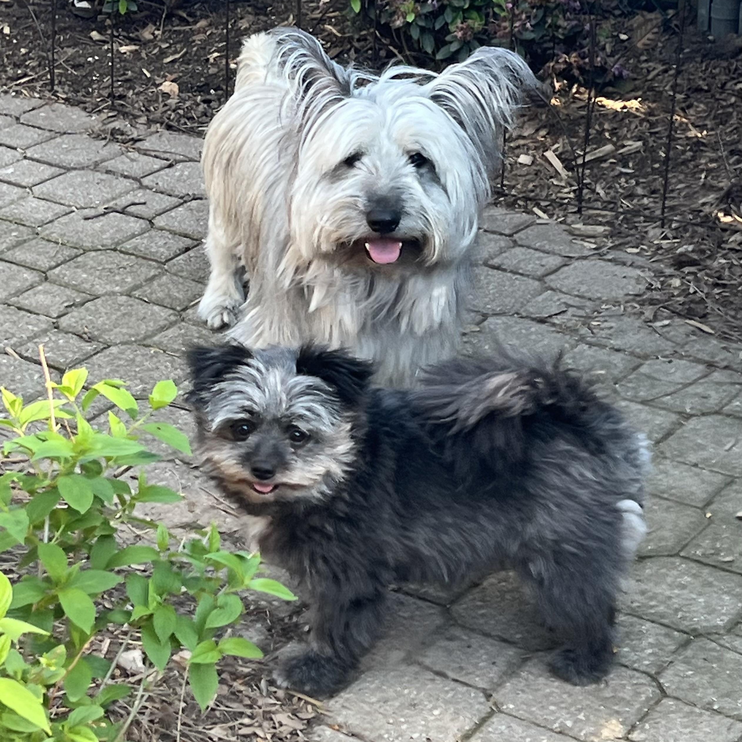 TOULOUSE & TAYLA, a Adoptable Skye Terrier in Etobicoke, ON image 3/6