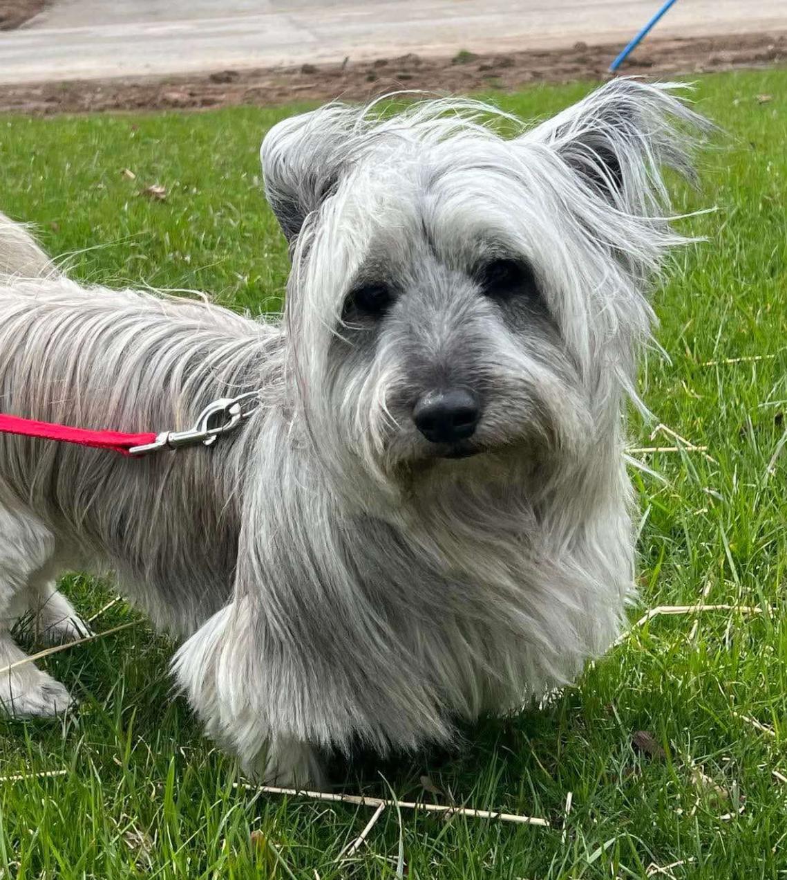TOULOUSE & TAYLA, a Adoptable Skye Terrier in Etobicoke, ON image 4/6