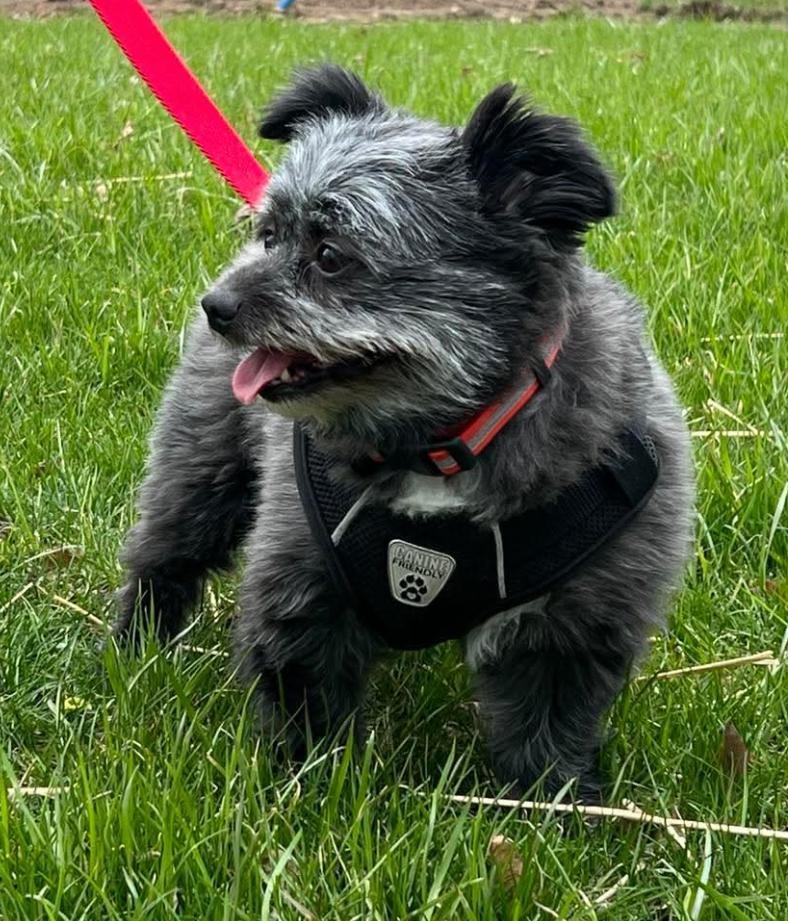 TOULOUSE & TAYLA, a Adoptable Skye Terrier in Etobicoke, ON image 5/6