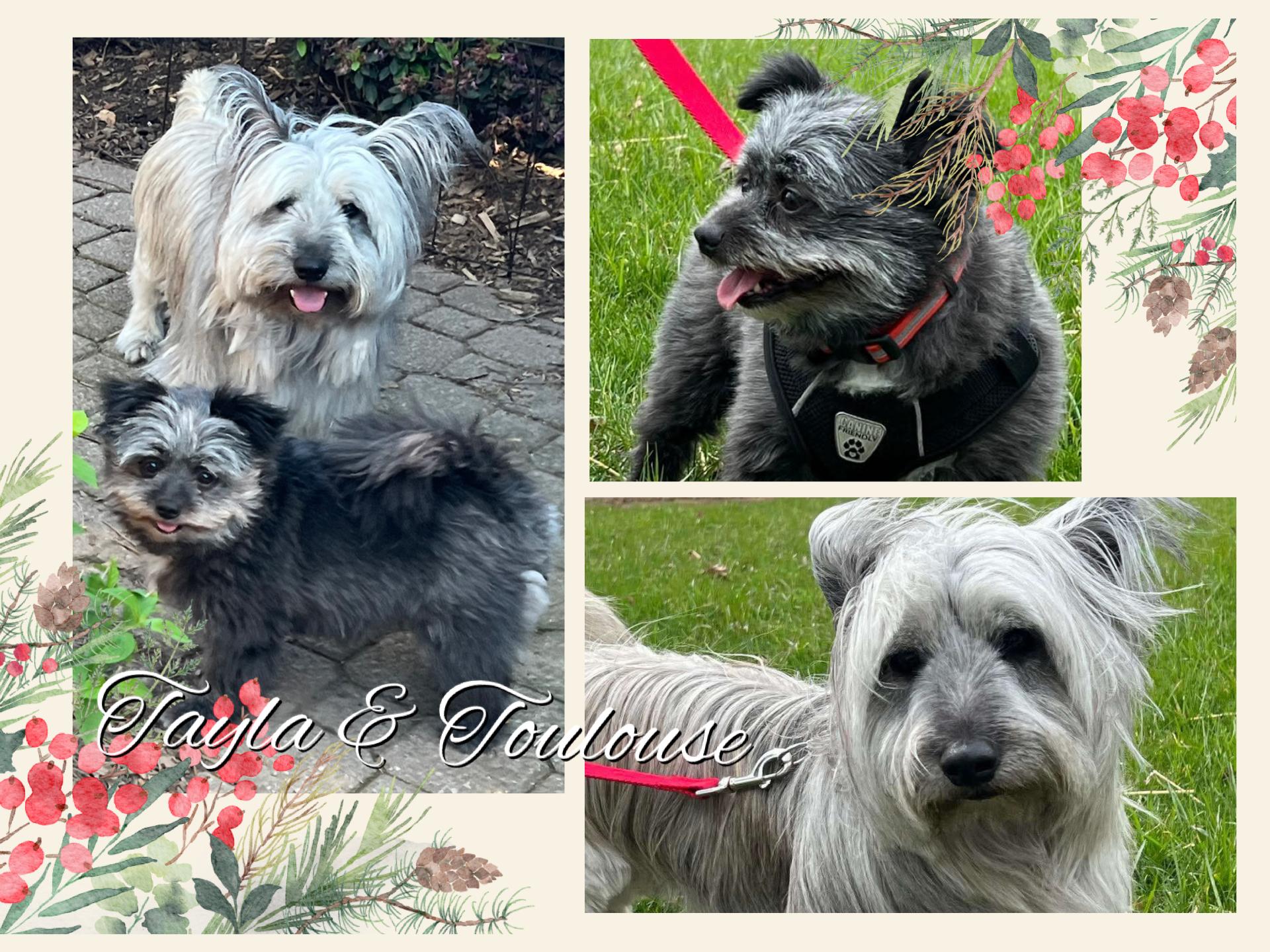 TOULOUSE & TAYLA, a Adoptable Skye Terrier in Etobicoke, ON image 2/6