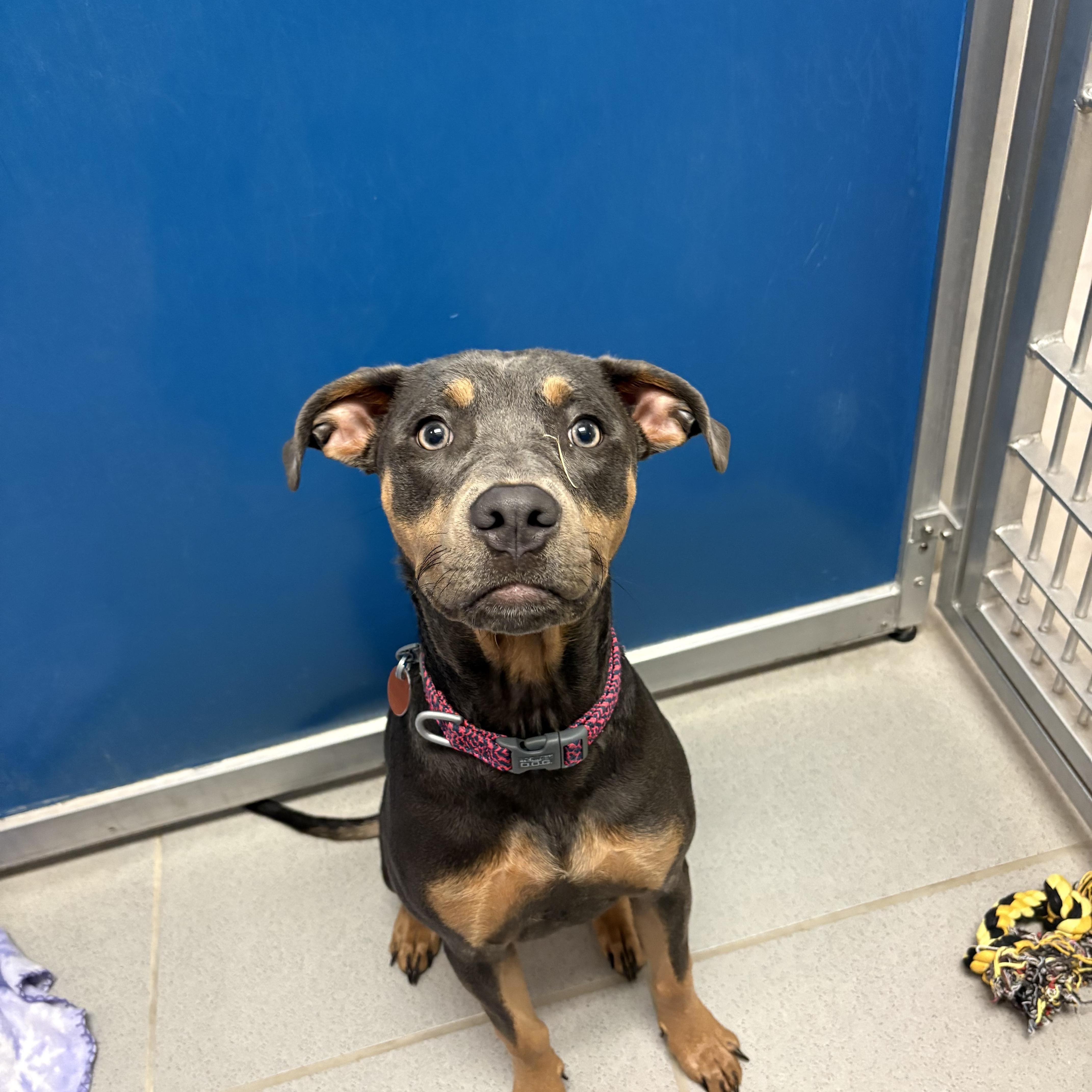 Enlarge Stray Dog, an adopted Mixed Breed in Hays, KS image 4/5