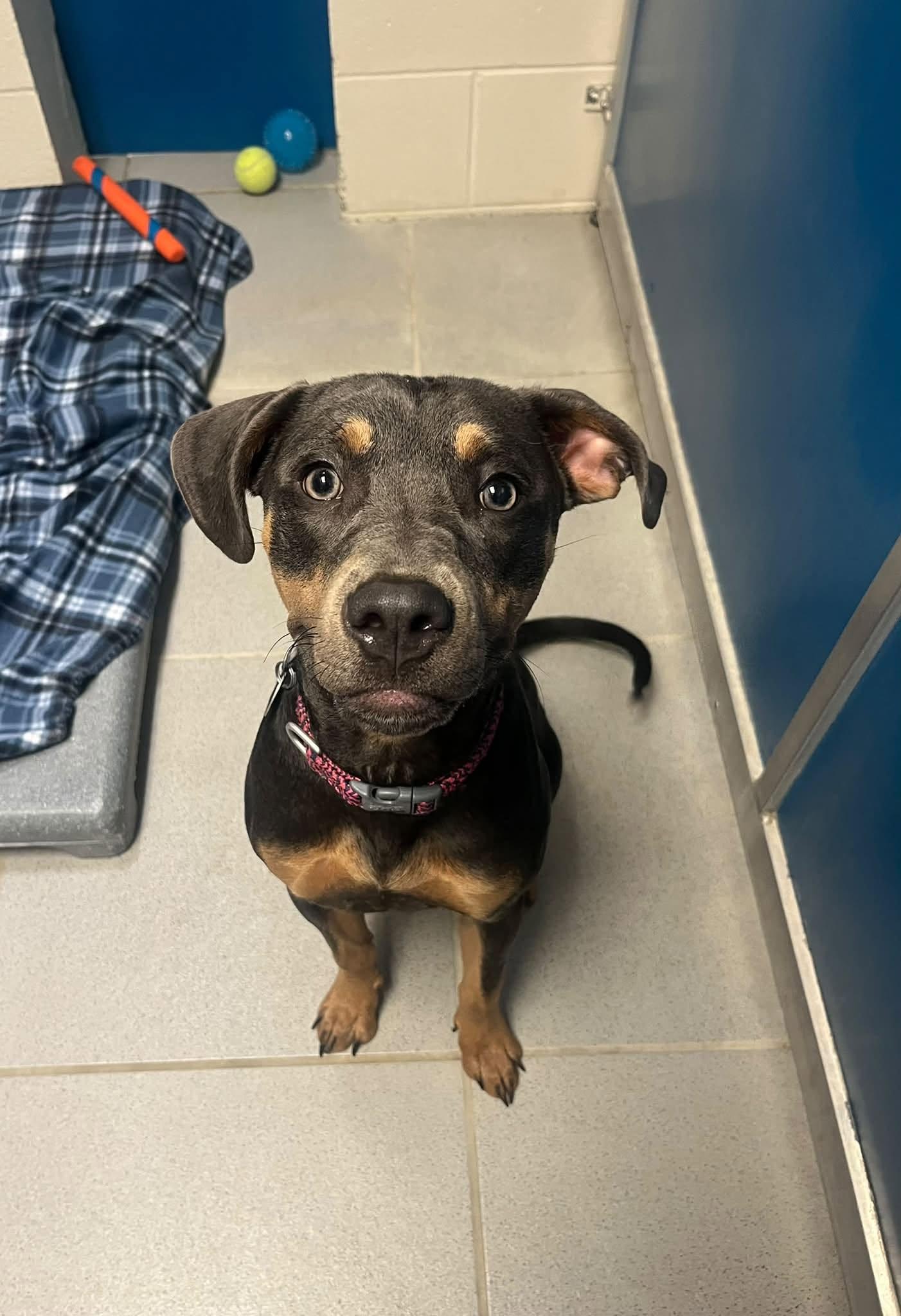Stray Dog, adopted, Adult Female Mixed Breed.