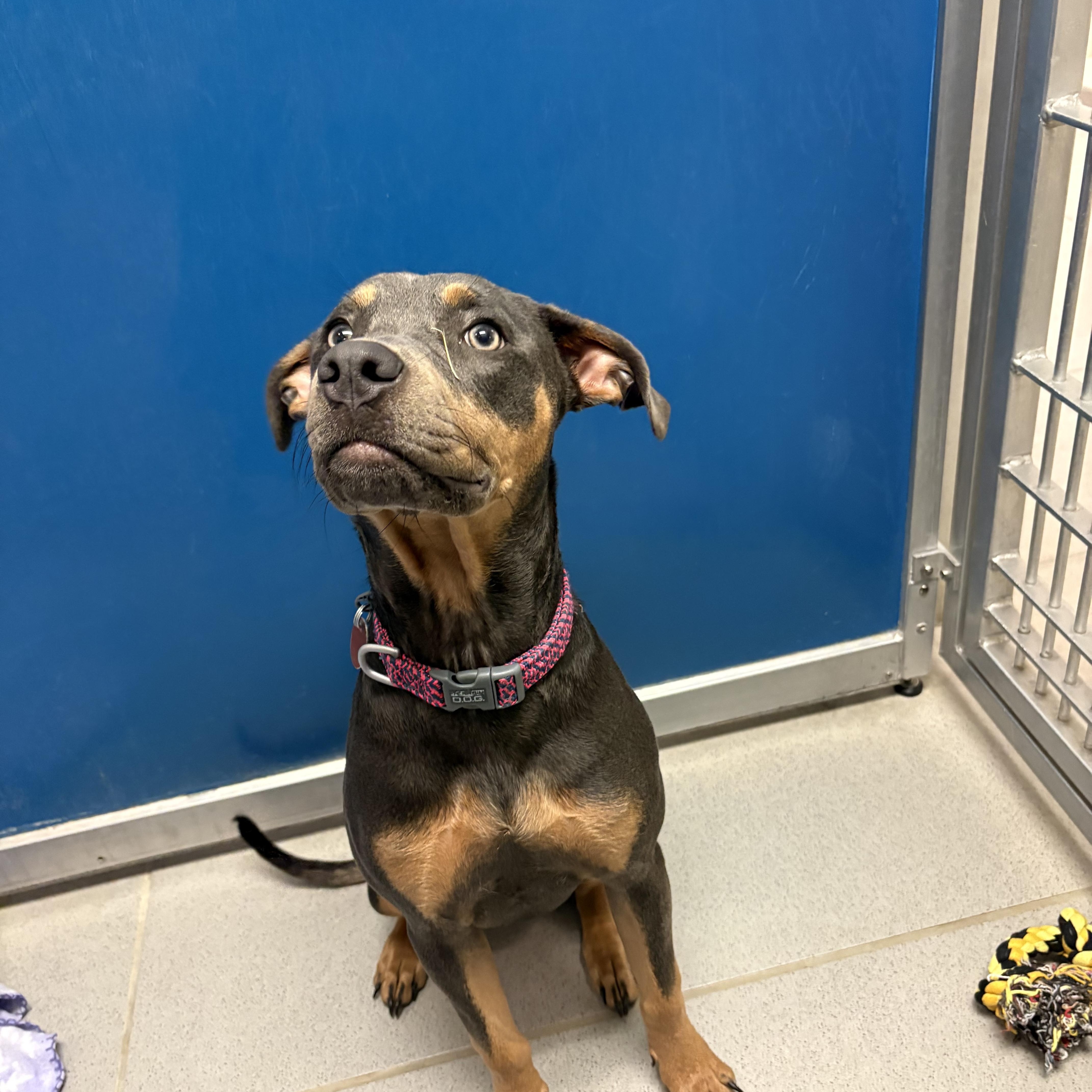 Enlarge Stray Dog, an adopted Mixed Breed in Hays, KS image 2/5