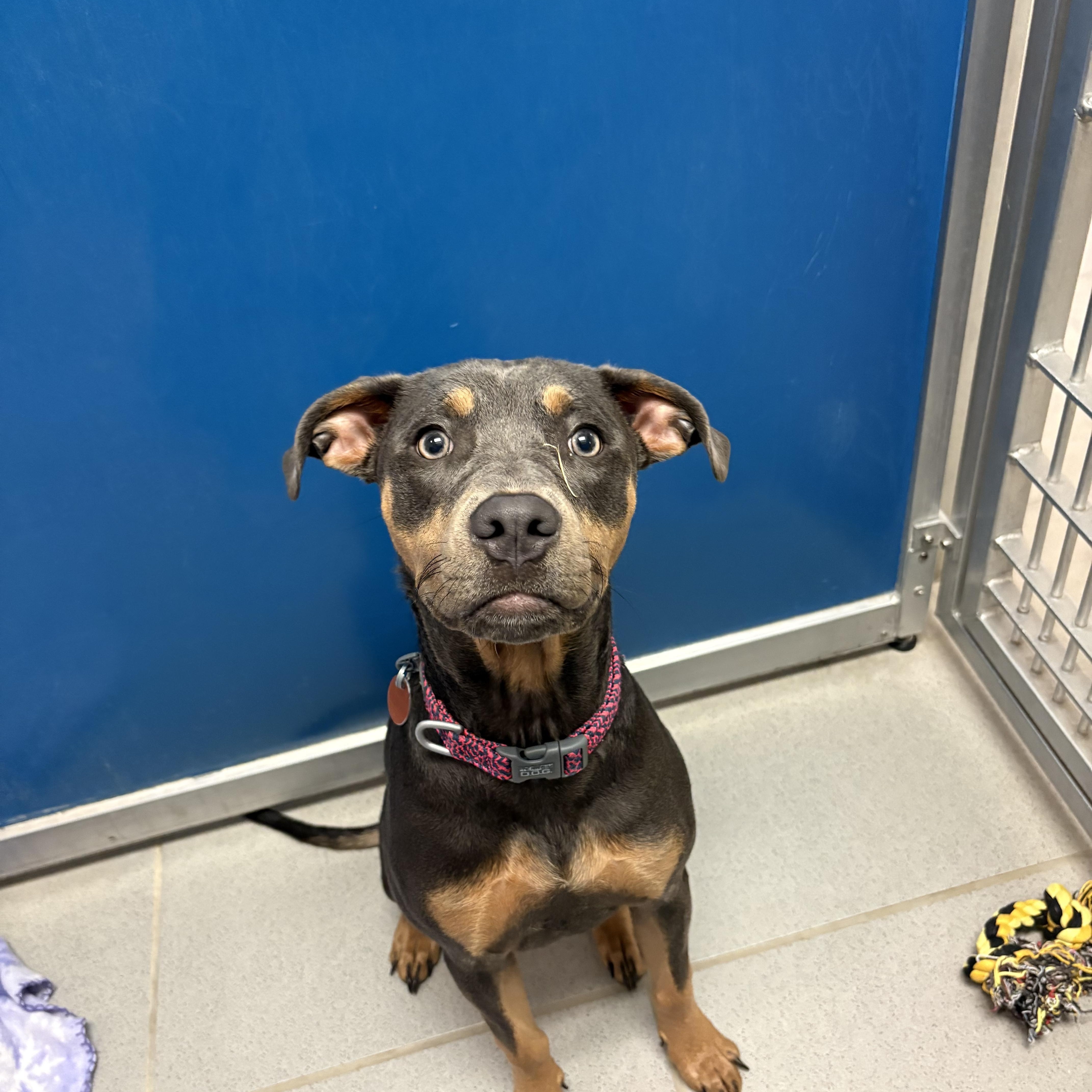 Enlarge Stray Dog, an adopted Mixed Breed in Hays, KS image 5/5