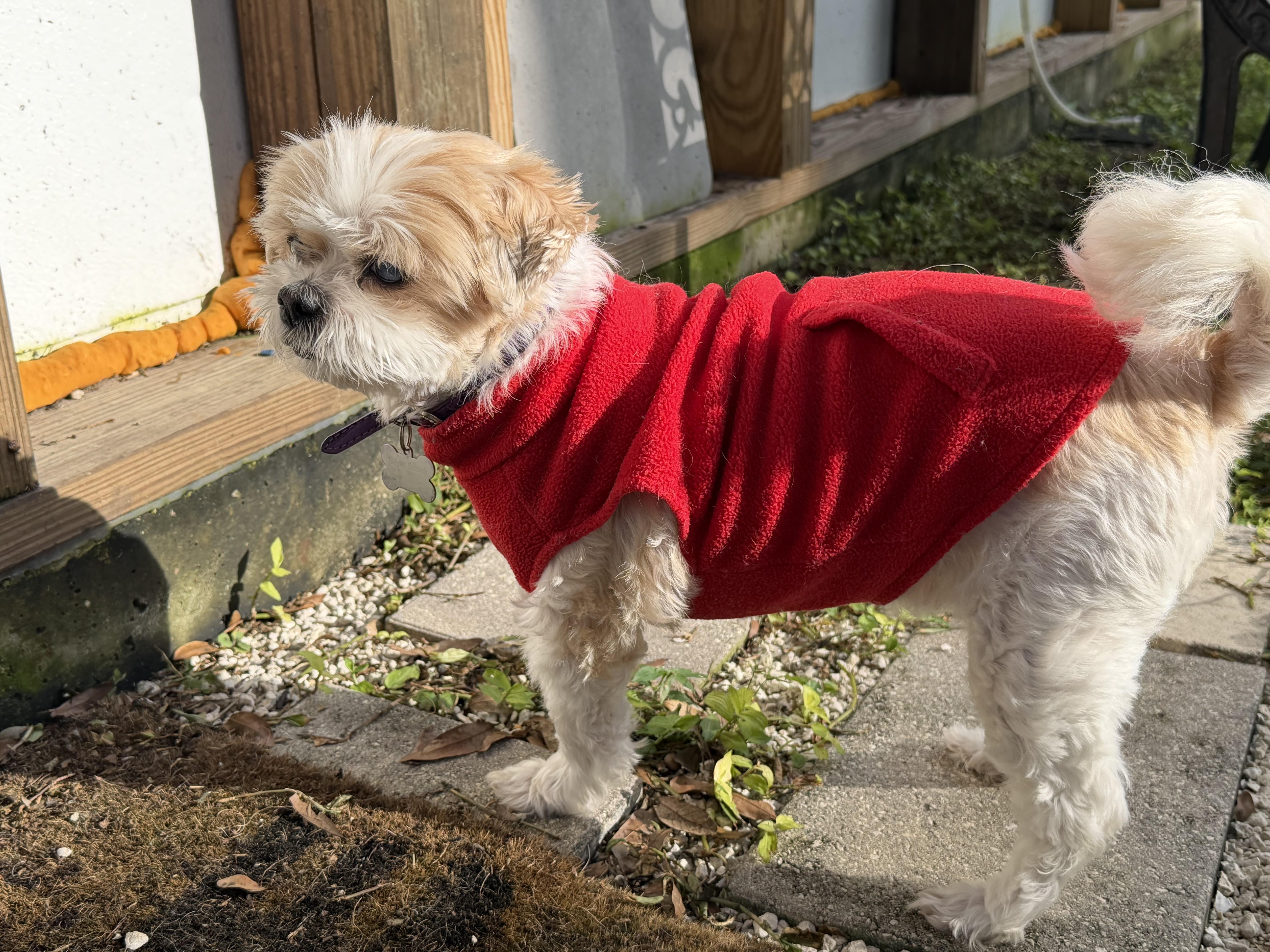 Enlarge Gloria, a Adoptable Shih Tzu in Venice, FL image 3/3