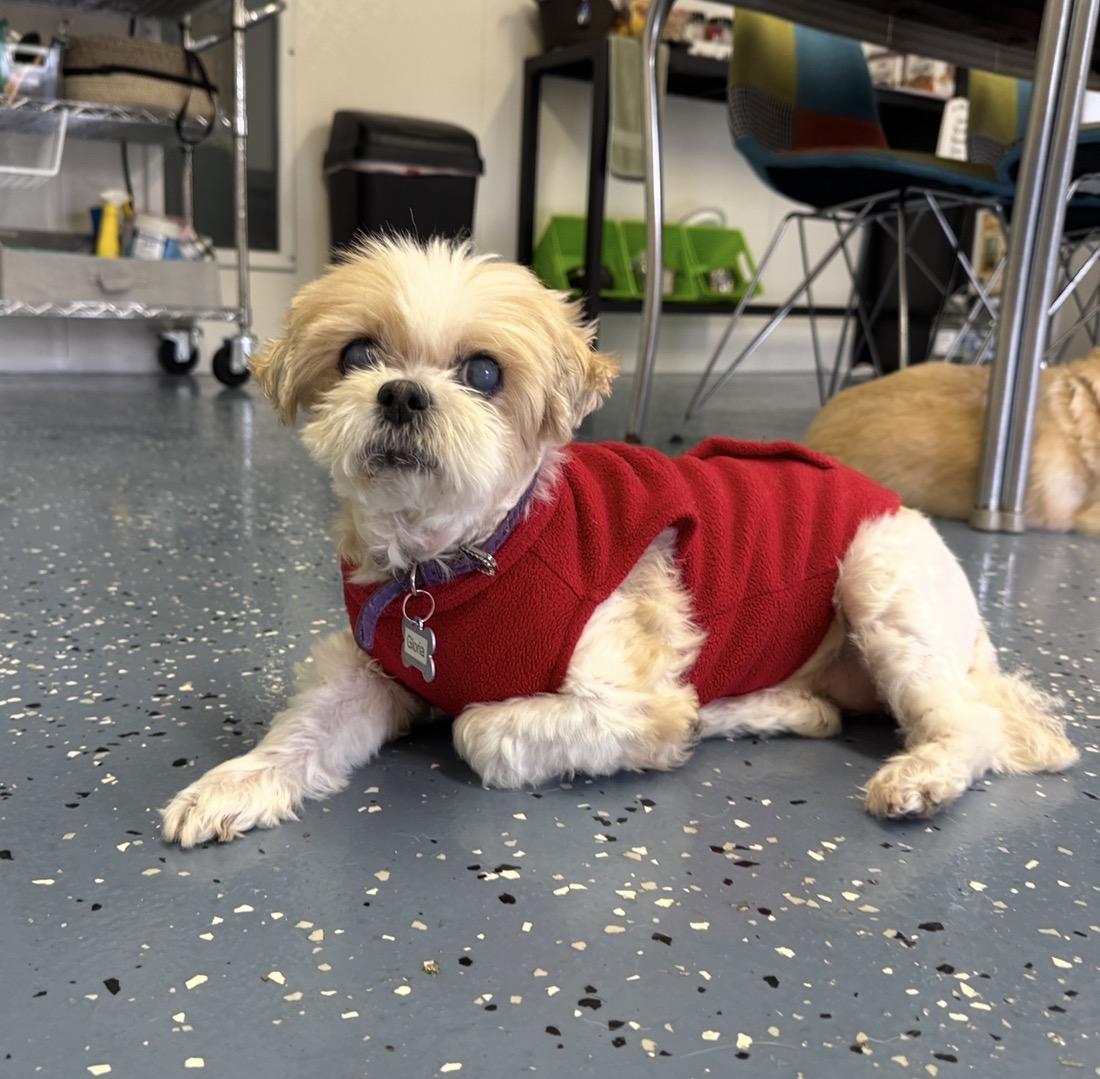 Enlarge Gloria, a Adoptable Shih Tzu in Venice, FL image 2/3