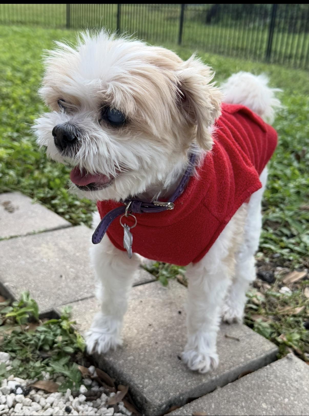 Gloria, Adoptable, Senior Female Shih Tzu.