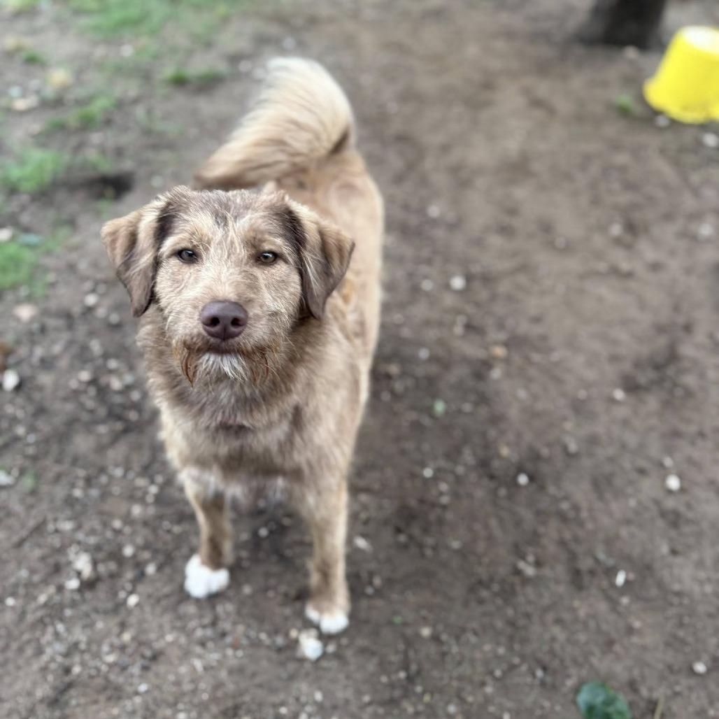 Freddie, a Adoptable mixed breed in Collinsville , OK image 1/2