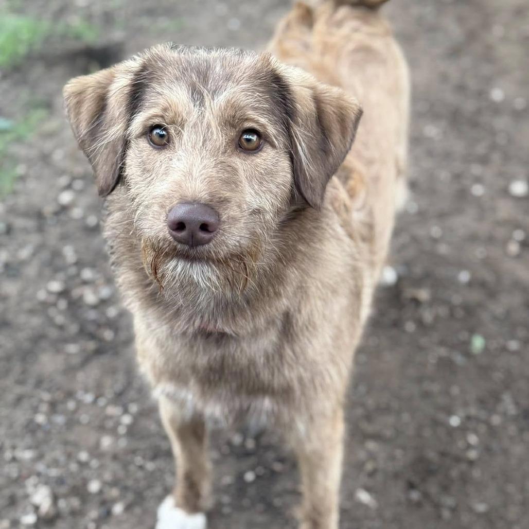 Freddie, a Adoptable mixed breed in Collinsville , OK image 2/2