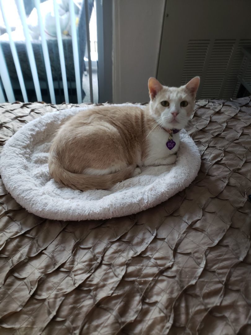 Amber, Adoptable, Adult Female Domestic Short Hair.