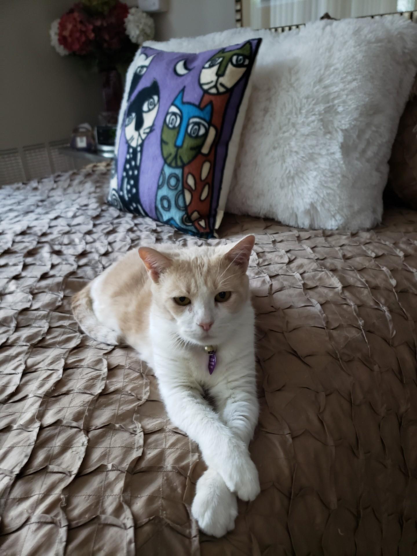 Amber, a Adoptable Domestic Short Hair in Fort Lauderdale, FL image 4/5