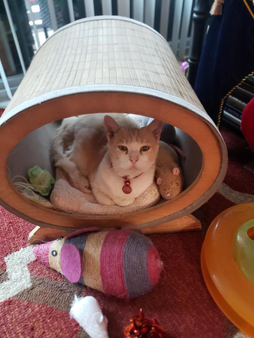 Enlarge Amber, a Adoptable Domestic Short Hair in Fort Lauderdale, FL image 2/5