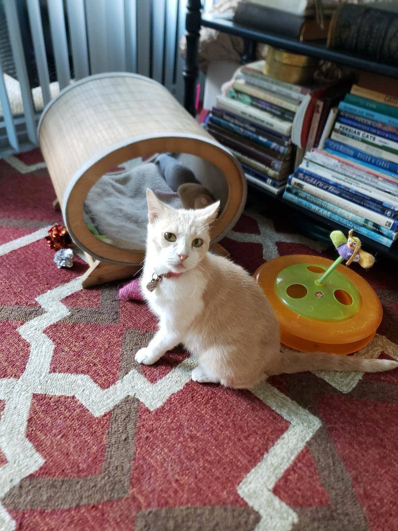 Enlarge Amber, a Adoptable Domestic Short Hair in Fort Lauderdale, FL image 4/5