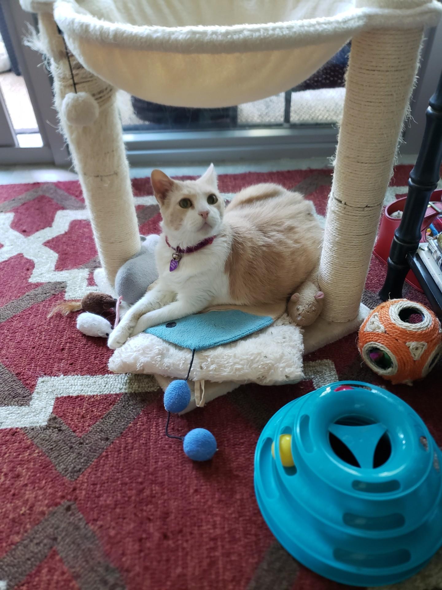 Amber, a Adoptable Domestic Short Hair in Fort Lauderdale, FL image 5/5