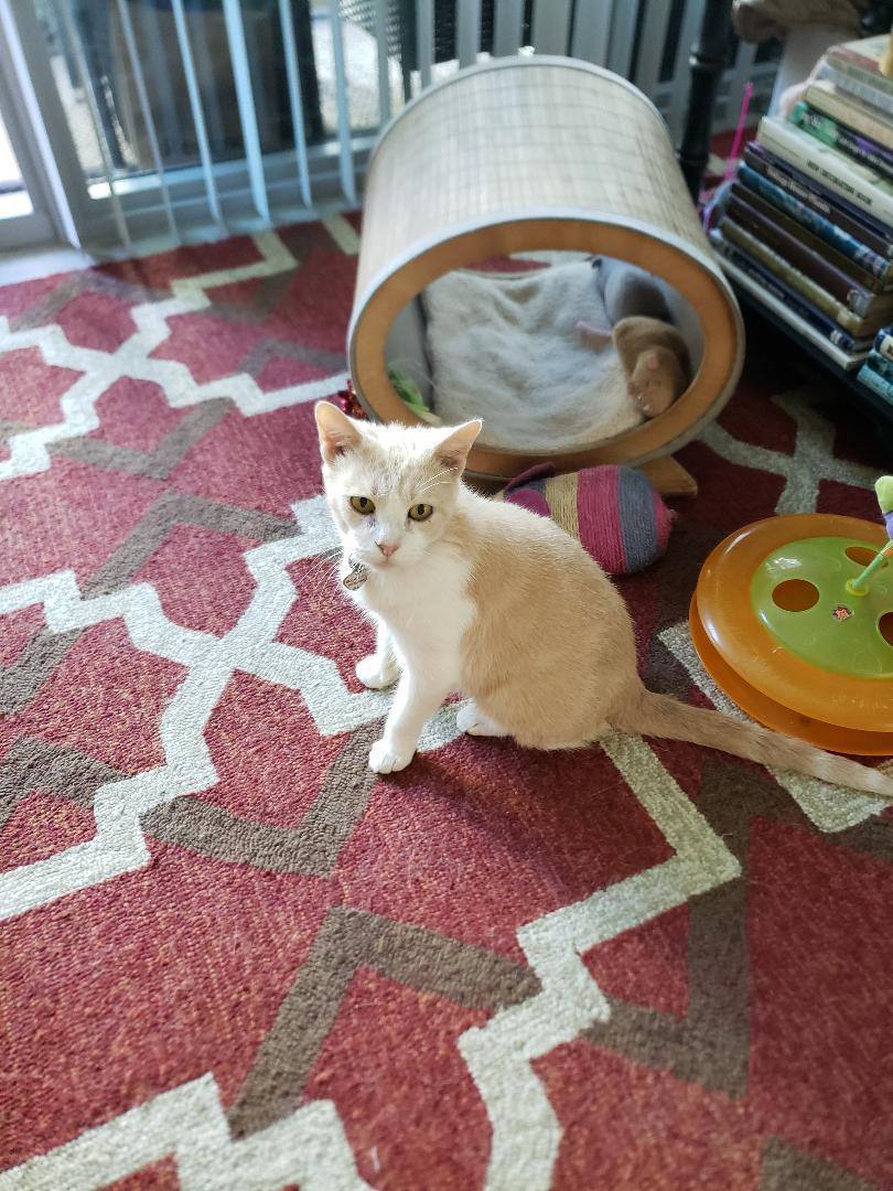 Enlarge Amber, a Adoptable Domestic Short Hair in Fort Lauderdale, FL image 5/5