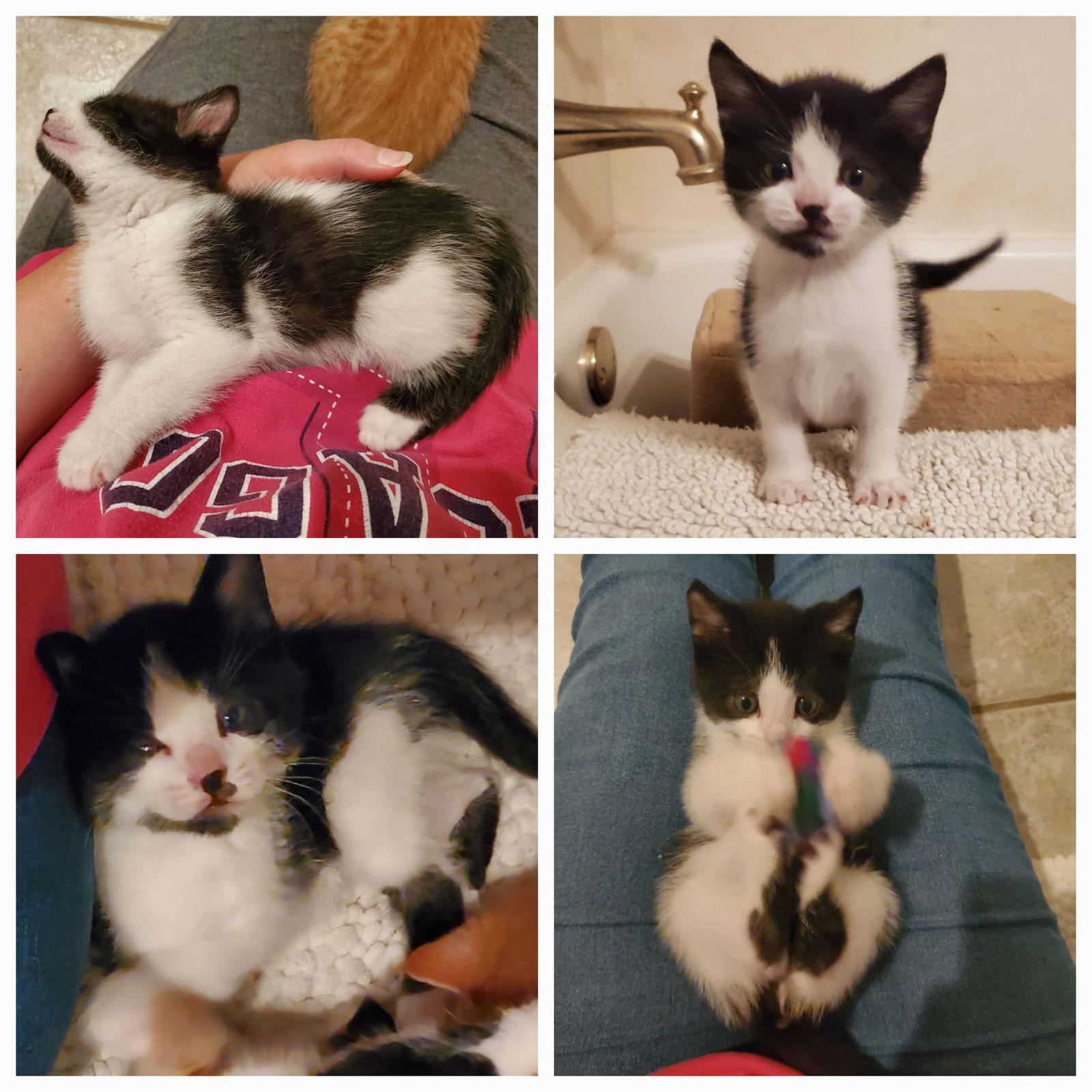 Mikey, Adopted, Kitten Male Domestic Short Hair.