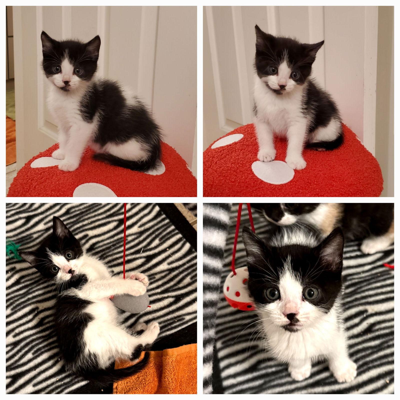 Mikey, a Adopted Domestic Short Hair in Horn Lake, MS image 3/3