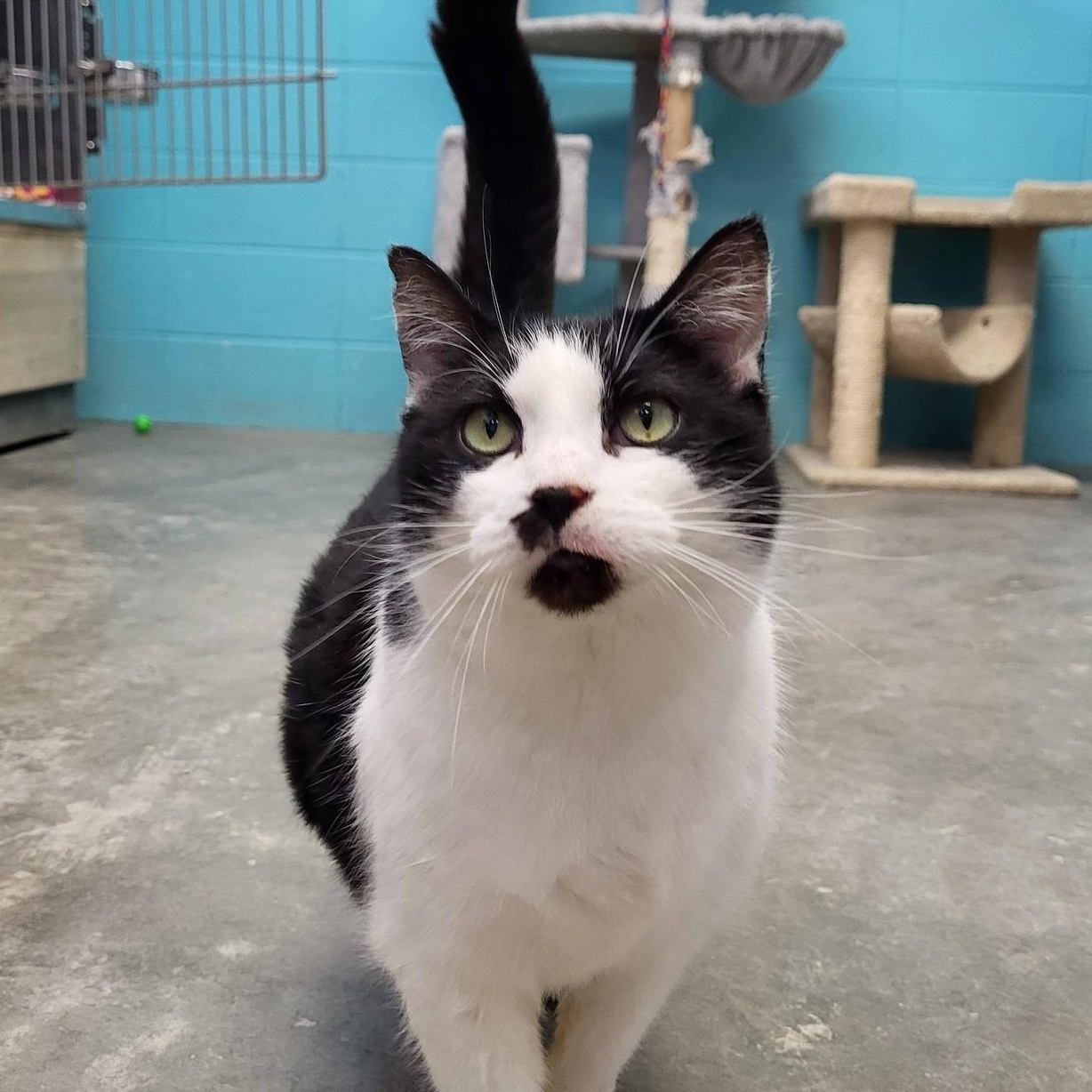 Enlarge Poinsettia, an adopted Domestic Short Hair in Chilton, WI image 1/5