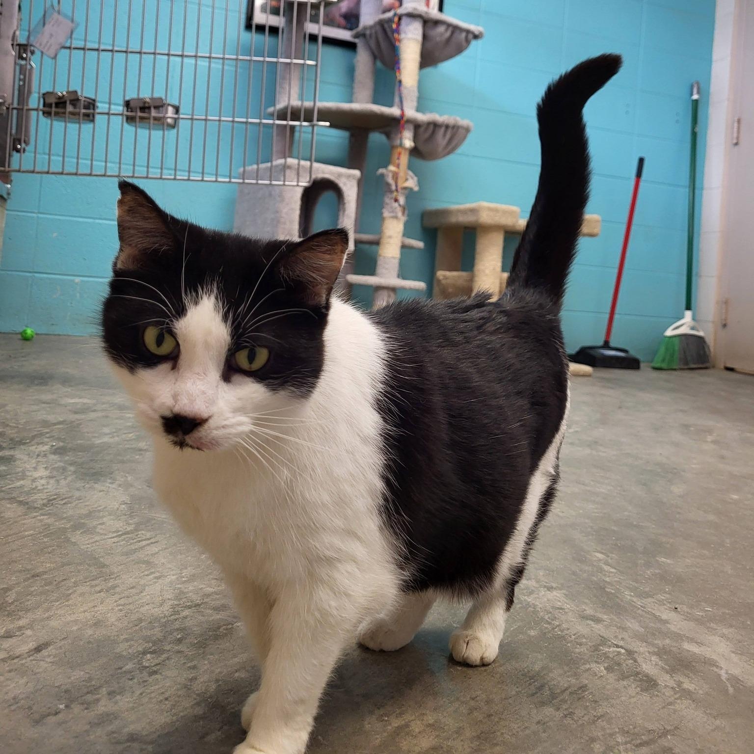 Enlarge Poinsettia, an adopted Domestic Short Hair in Chilton, WI image 5/5