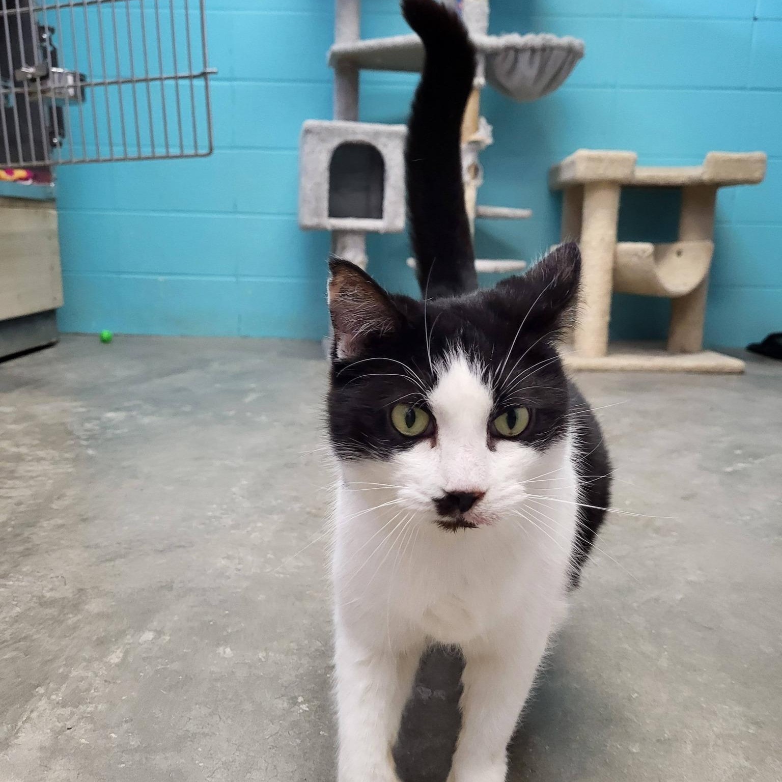 Enlarge Poinsettia, an adopted Domestic Short Hair in Chilton, WI image 2/5