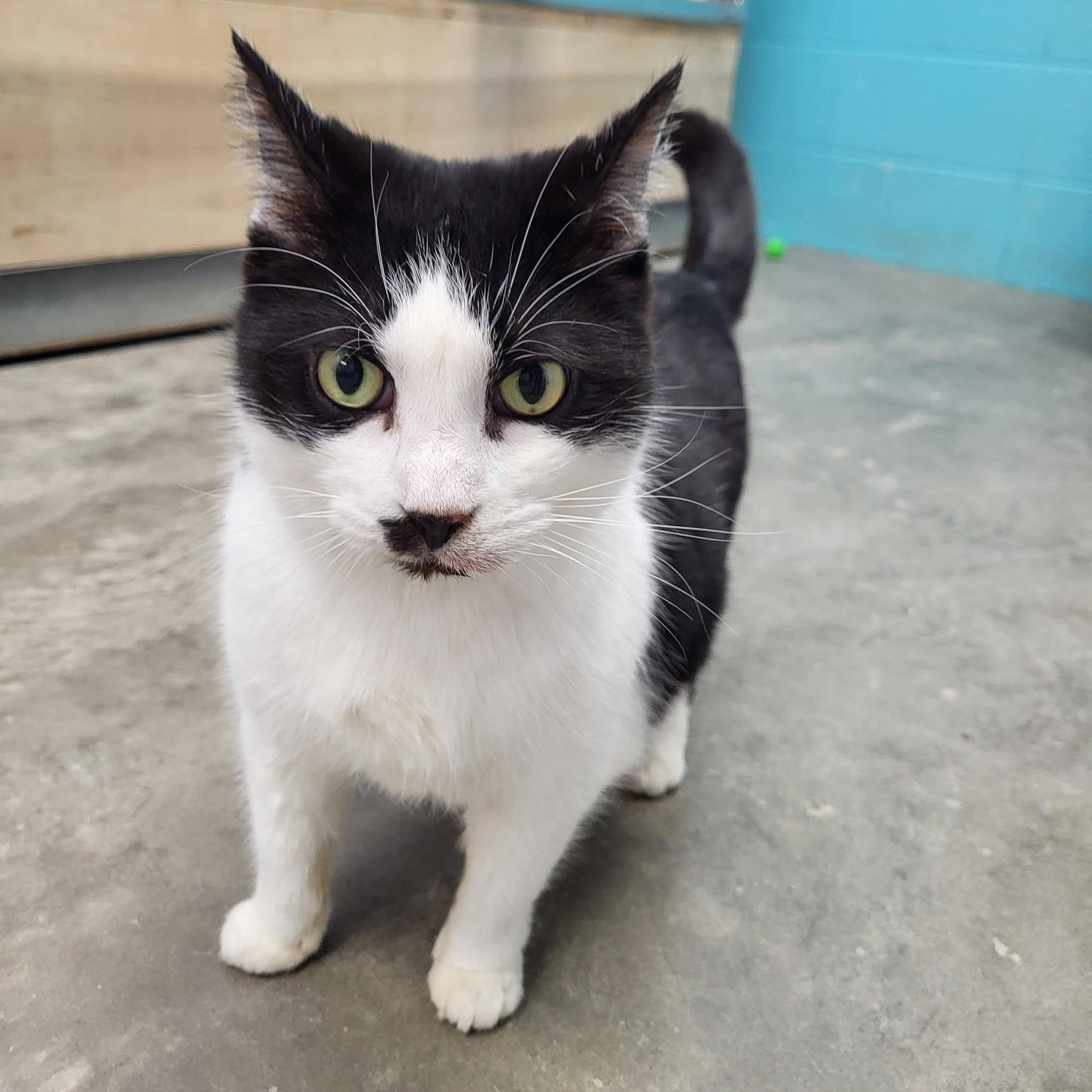 Enlarge Poinsettia, an adopted Domestic Short Hair in Chilton, WI image 3/5