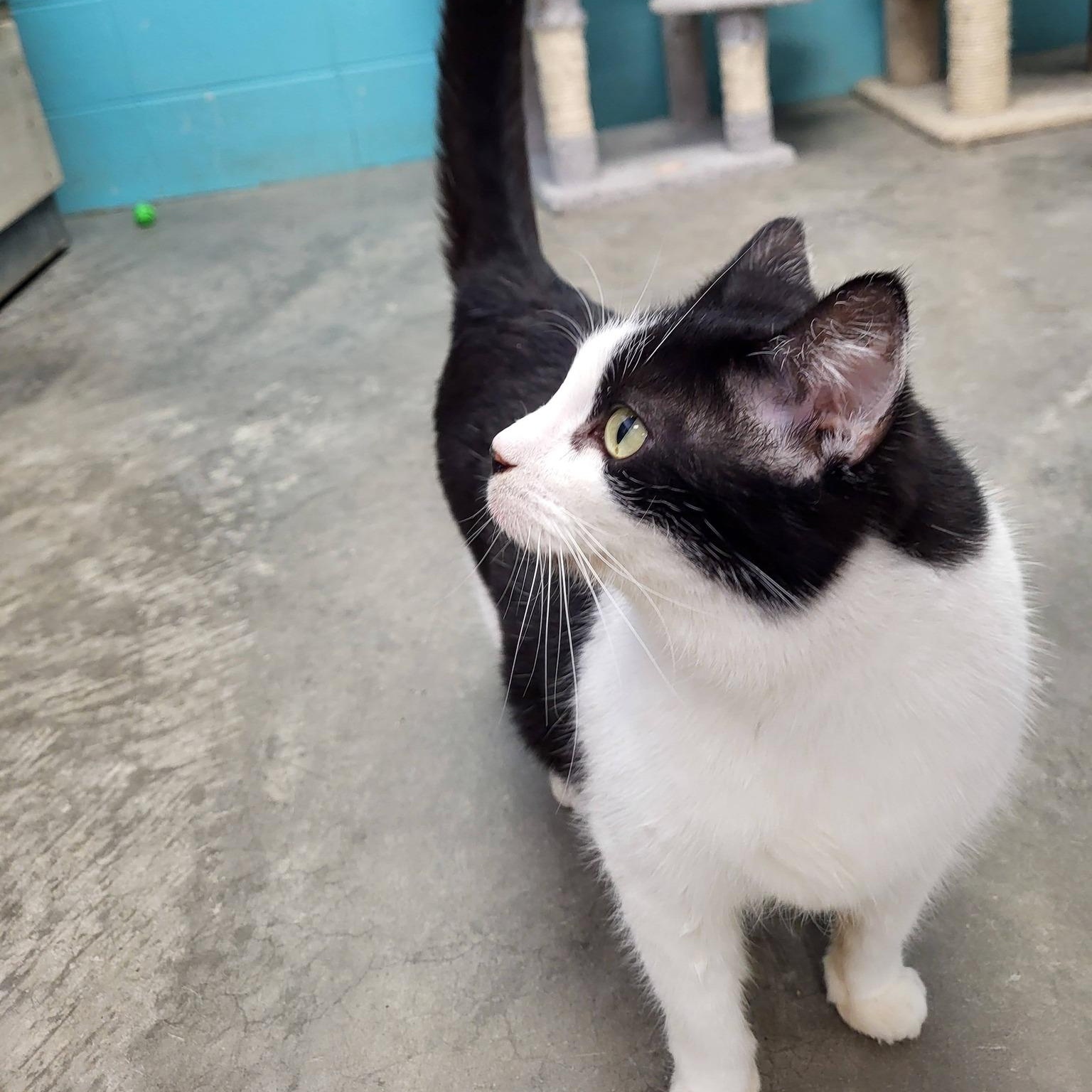 Enlarge Poinsettia, an adopted Domestic Short Hair in Chilton, WI image 4/5