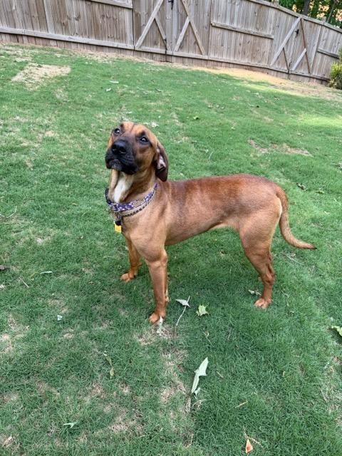 Enlarge JORDAN, a ADOPTABLE mixed breed in Alpharetta, GA image 5/6