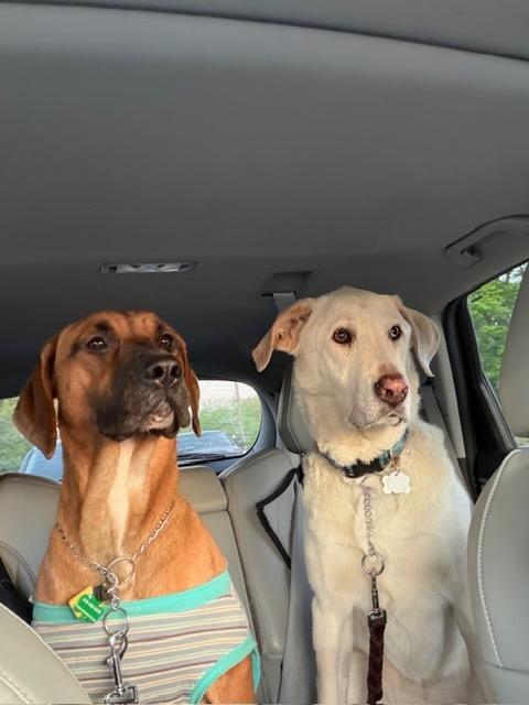 Enlarge JORDAN, a ADOPTABLE mixed breed in Alpharetta, GA image 3/6