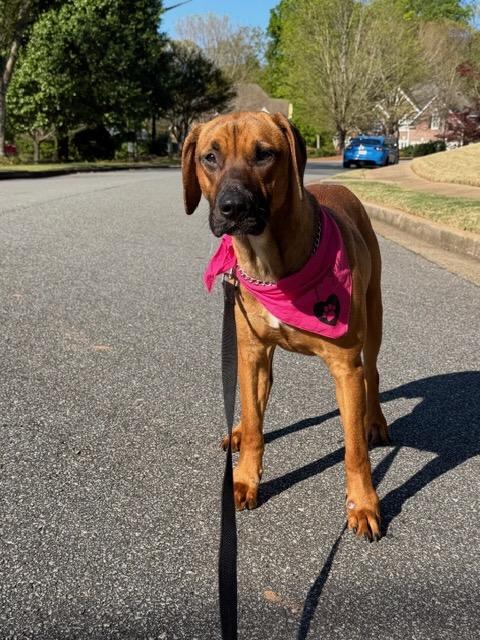 JORDAN, ADOPTABLE, Young Female Hound.