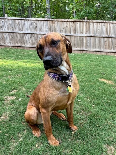 Enlarge JORDAN, a ADOPTABLE mixed breed in Alpharetta, GA image 4/6