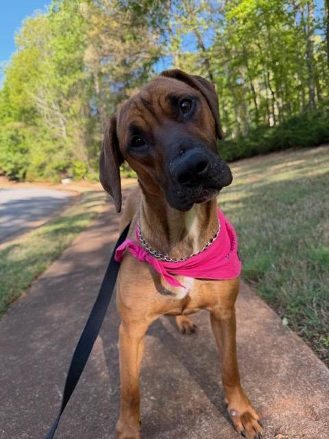 Enlarge JORDAN, a ADOPTABLE mixed breed in Alpharetta, GA image 2/6
