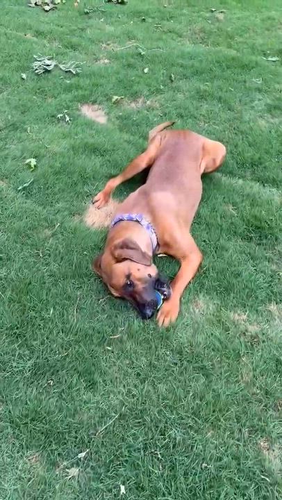 Enlarge JORDAN, a ADOPTABLE mixed breed in Alpharetta, GA video 6/6