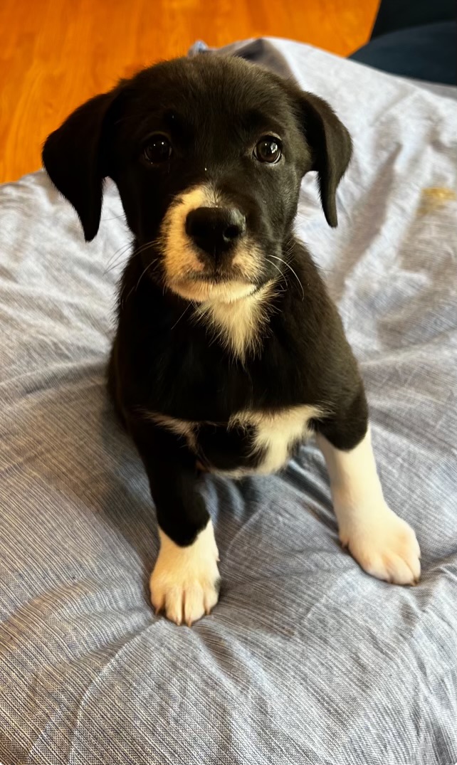 Dog for adoption Jesse, a Labrador Retriever & Boxer Mix in Colebrook