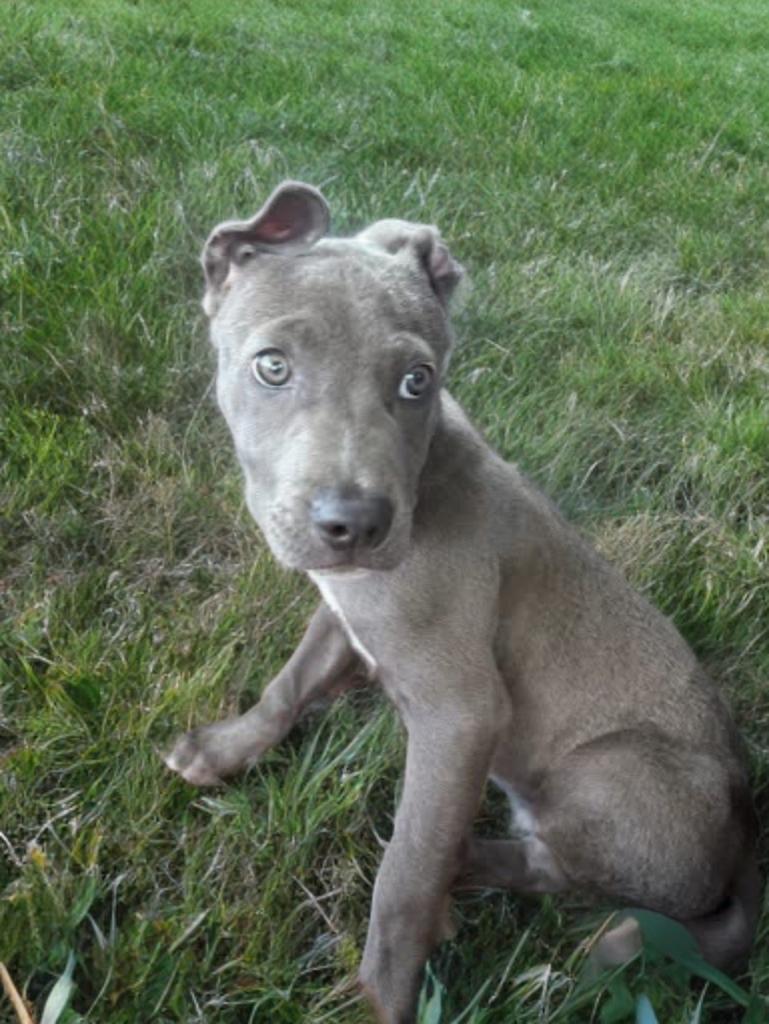 Dugan