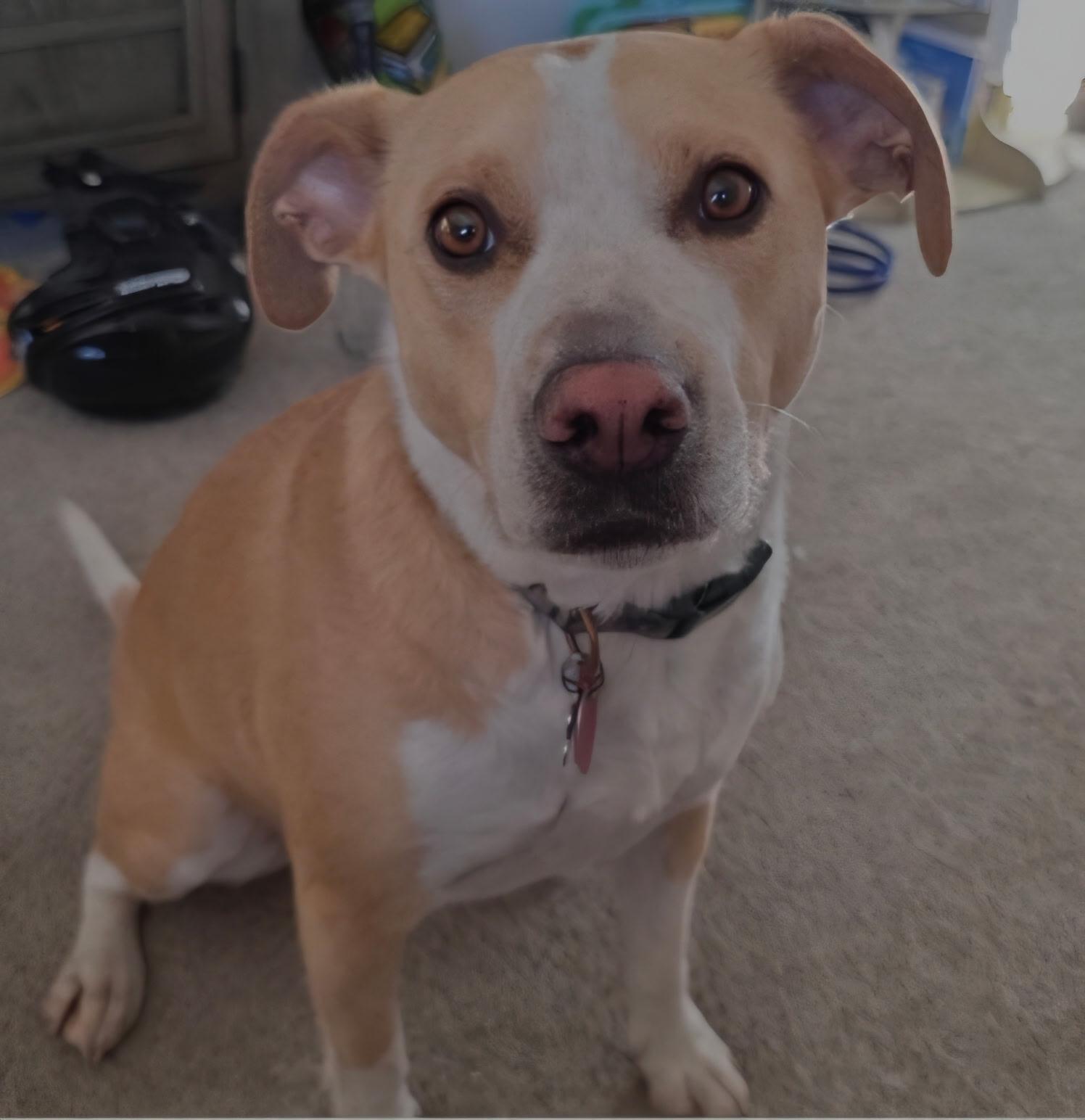 Remi, adopted, Adult Female American Staffordshire Terrier & Beagle.
