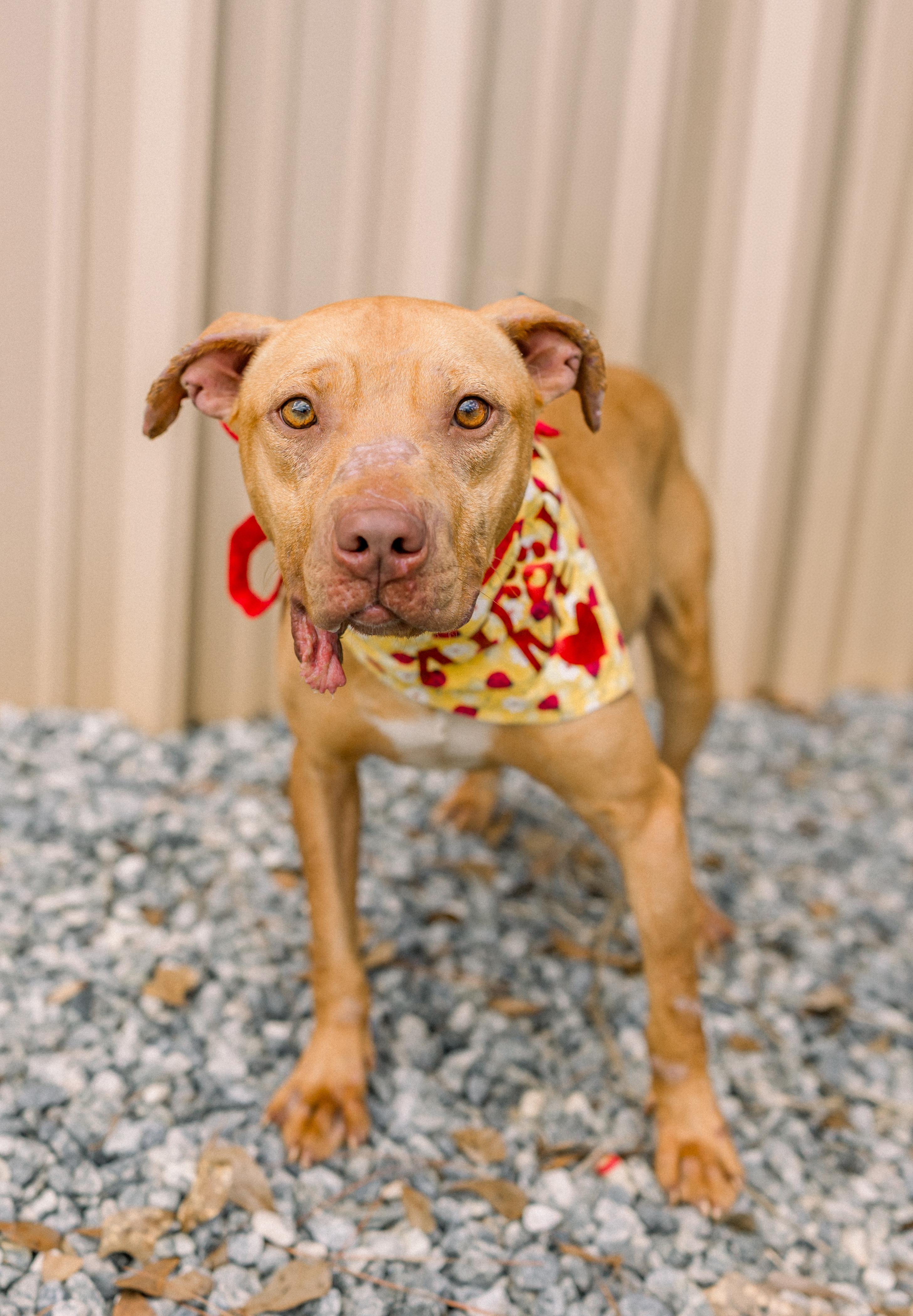 LULU, ADOPTABLE, Adult Female American Staffordshire Terrier.