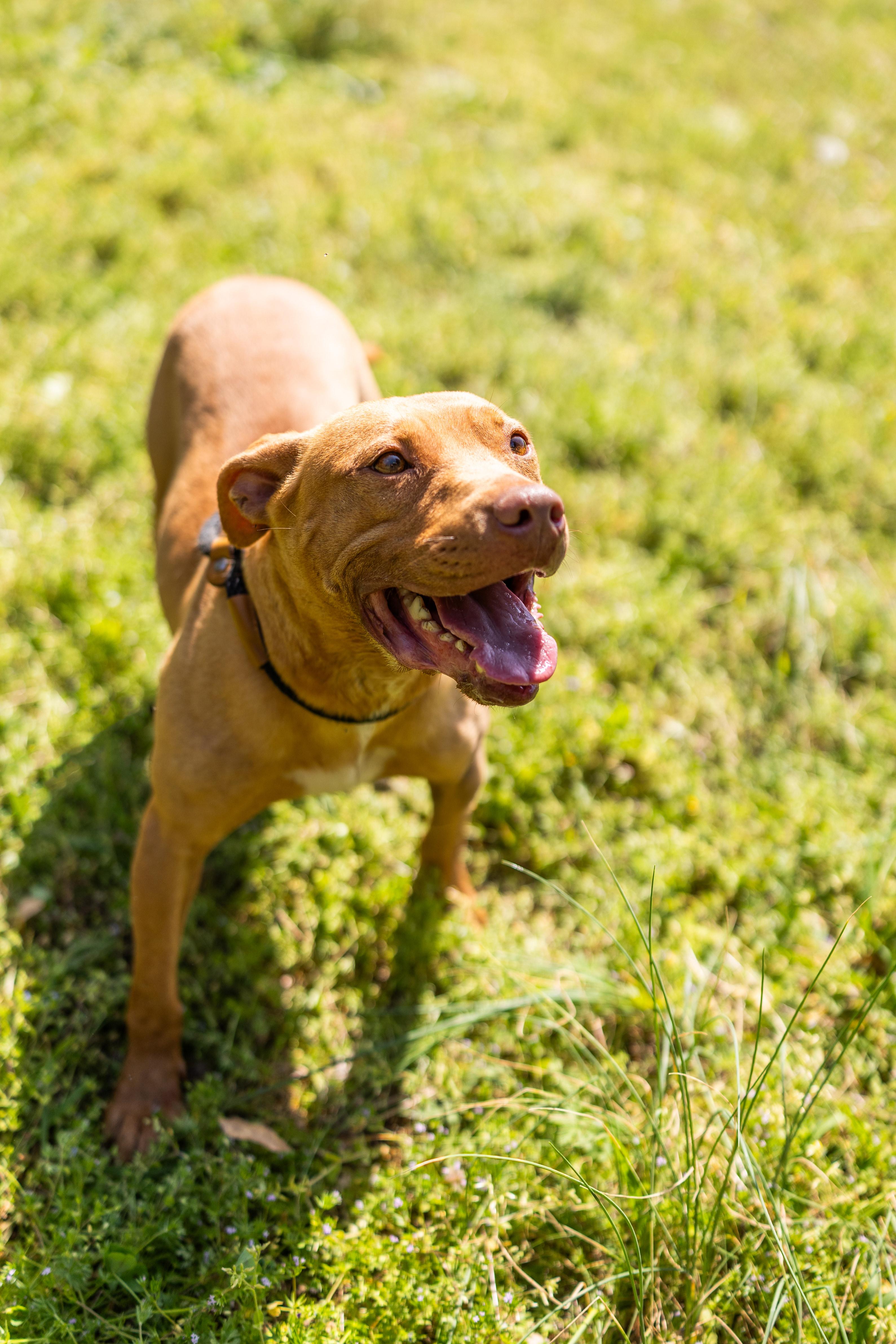Enlarge LULU, a ADOPTABLE mixed breed in Newborn, GA image 2/4