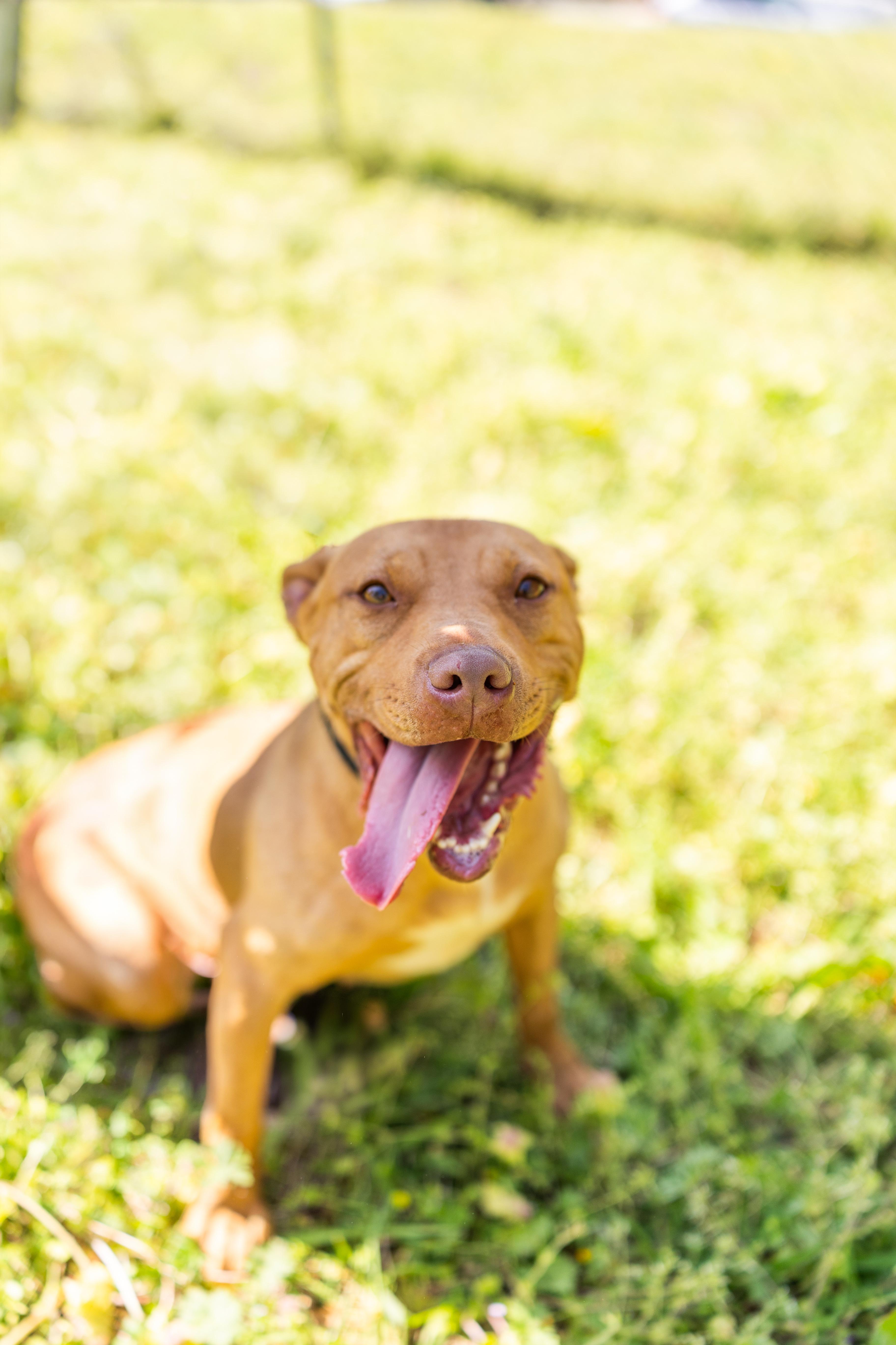 Enlarge LULU, a ADOPTABLE mixed breed in Newborn, GA image 1/4