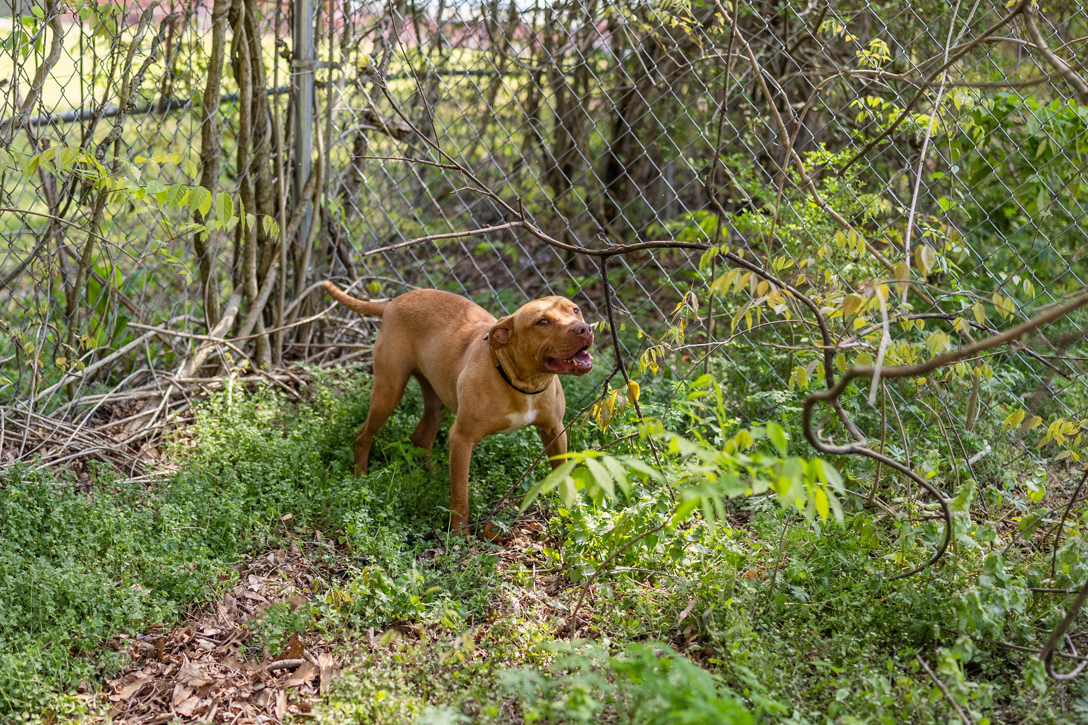 Enlarge LULU, a ADOPTABLE mixed breed in Newborn, GA image 3/4