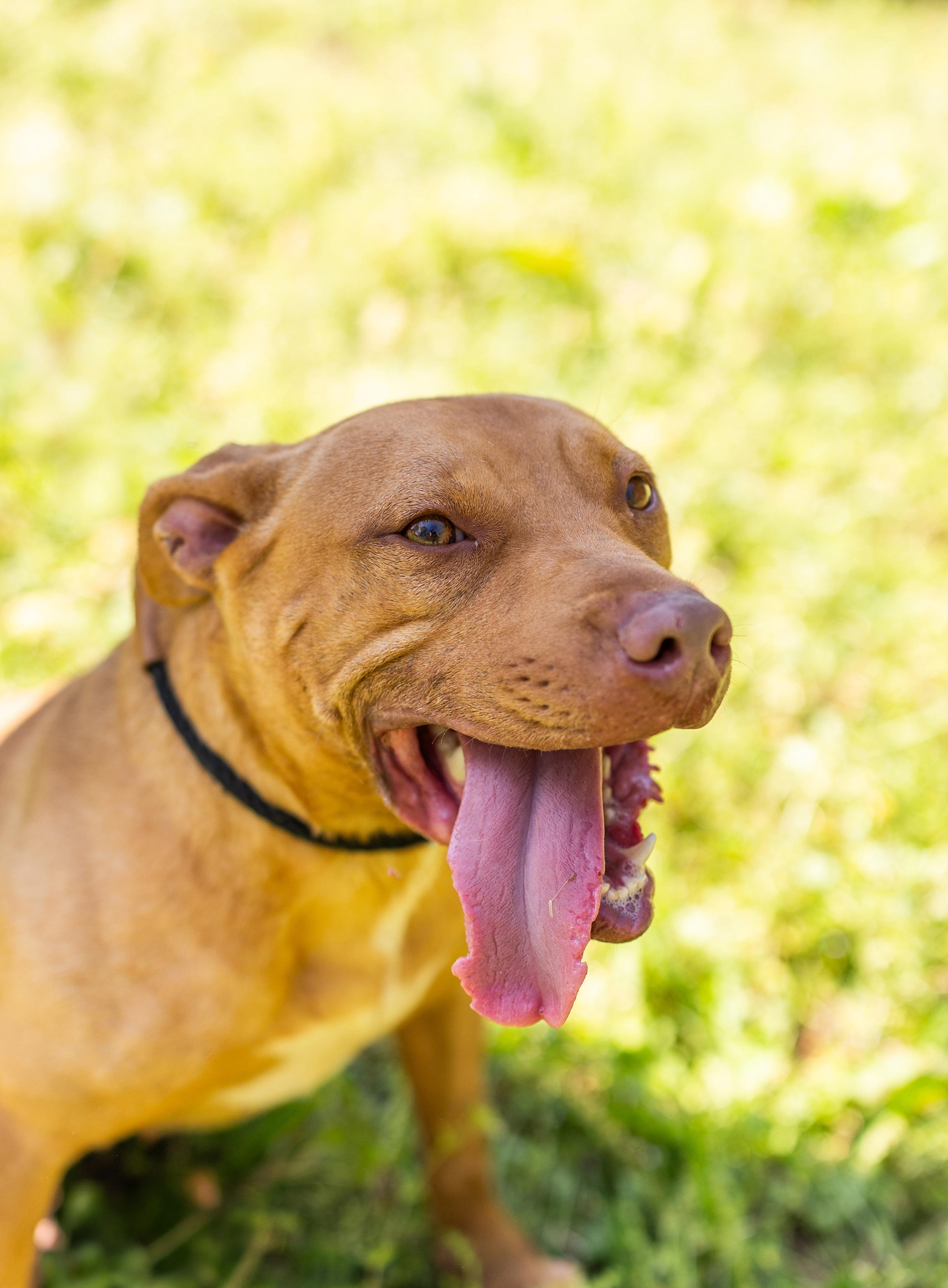 Enlarge LULU, a ADOPTABLE mixed breed in Newborn, GA image 4/4