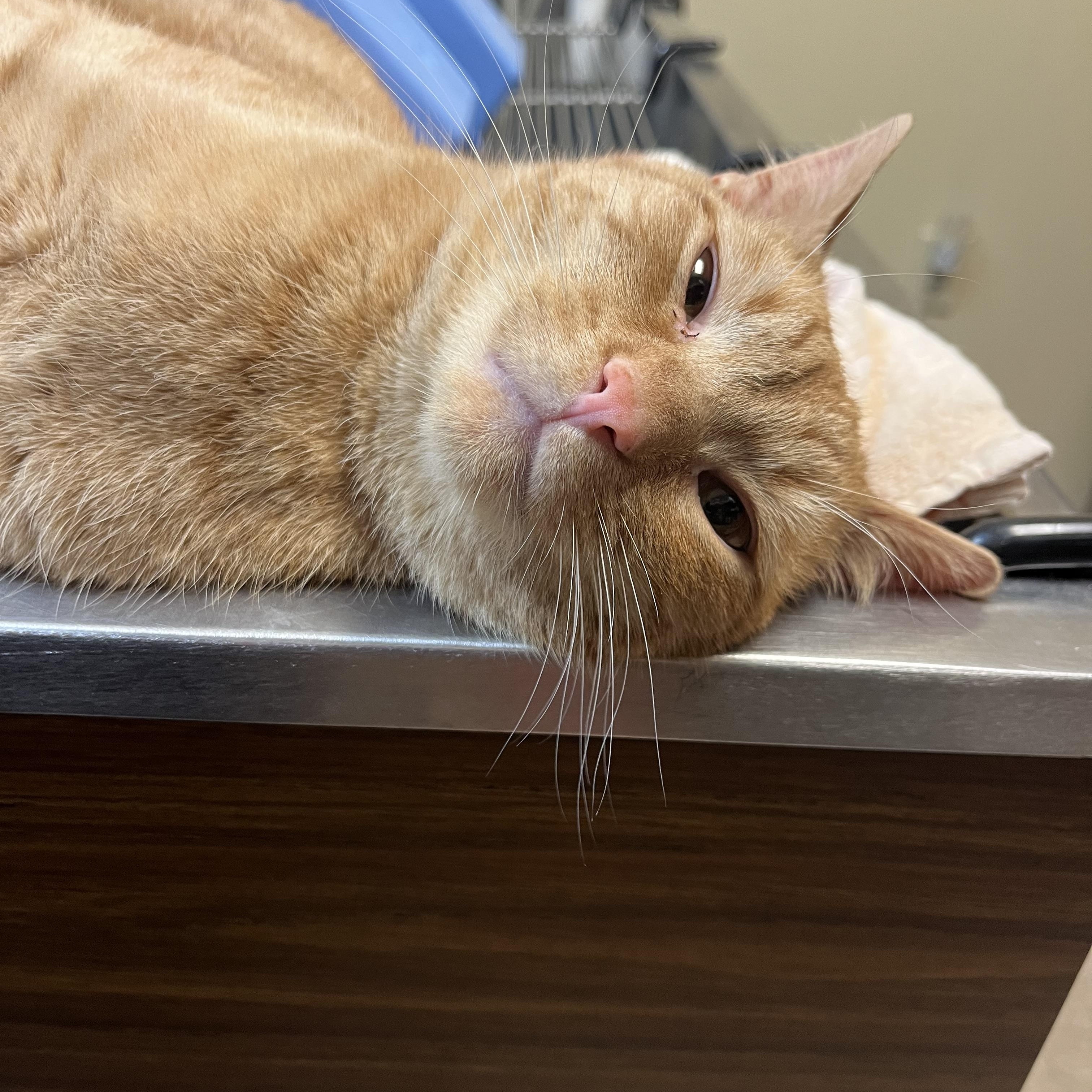 Enlarge Sun Spot, an adopted mixed breed in Omaha, NE image 3/6