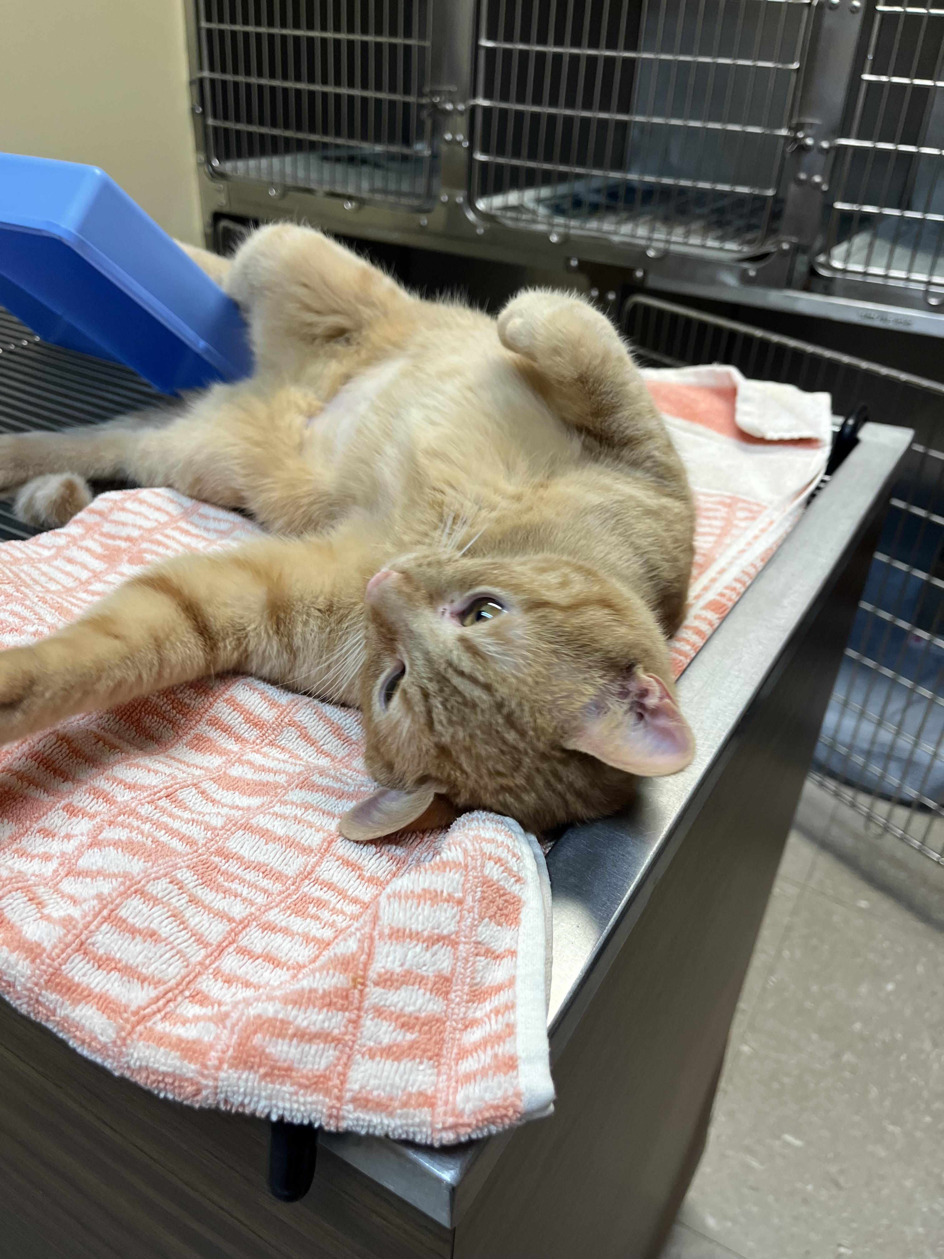 Enlarge Sun Spot, an adopted mixed breed in Omaha, NE image 2/6