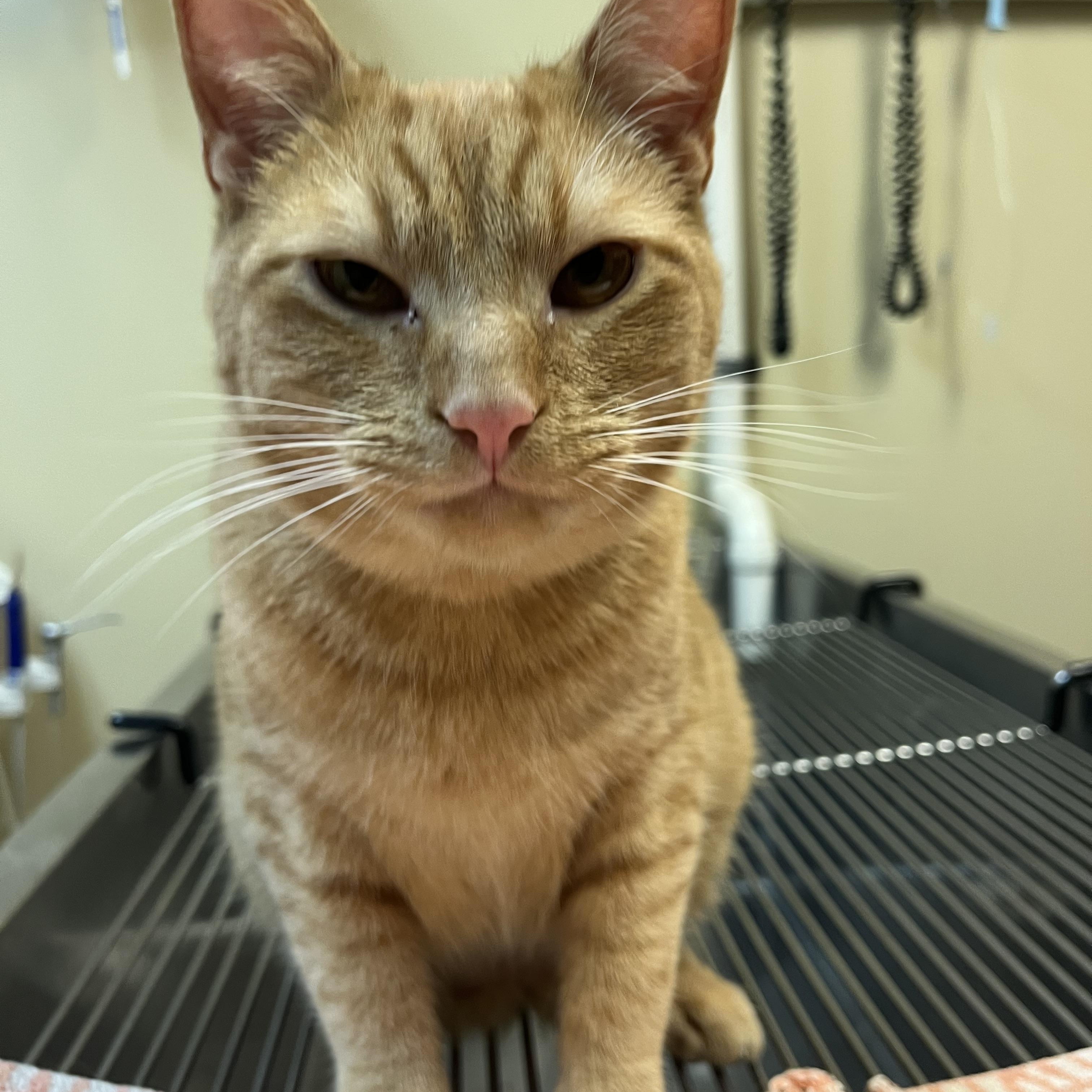 Enlarge Sun Spot, an adopted mixed breed in Omaha, NE image 4/6