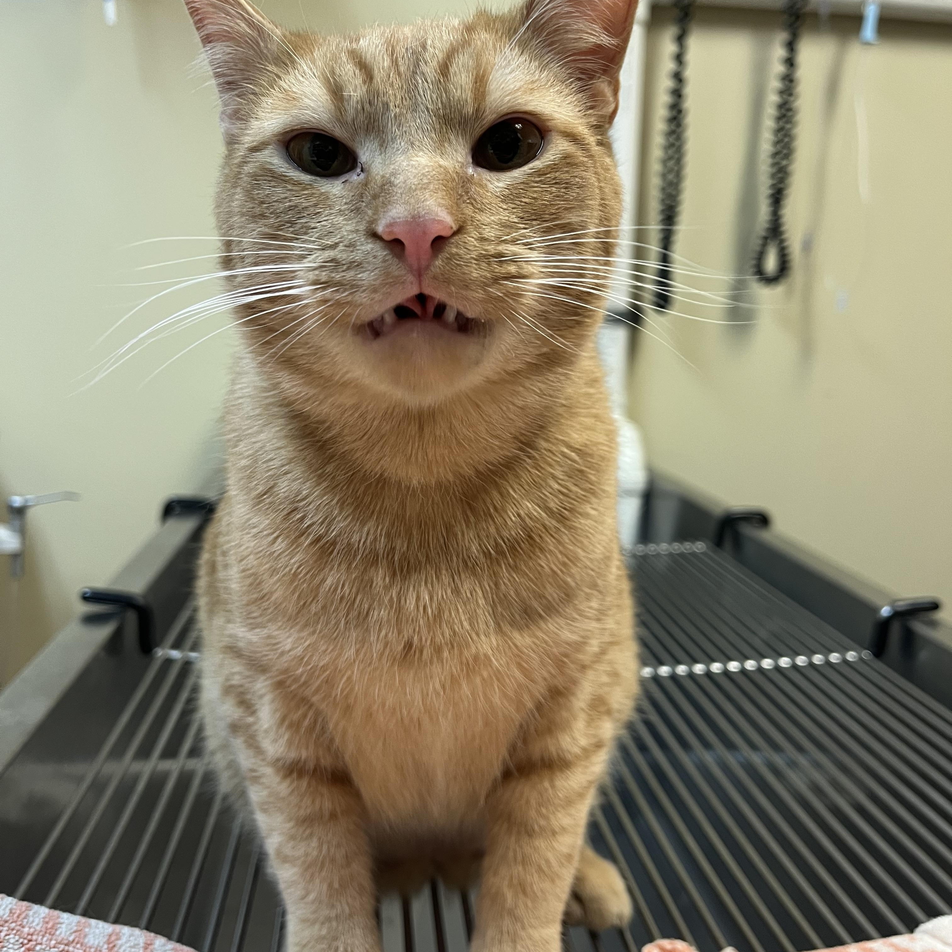 Enlarge Sun Spot, an adopted mixed breed in Omaha, NE image 6/6